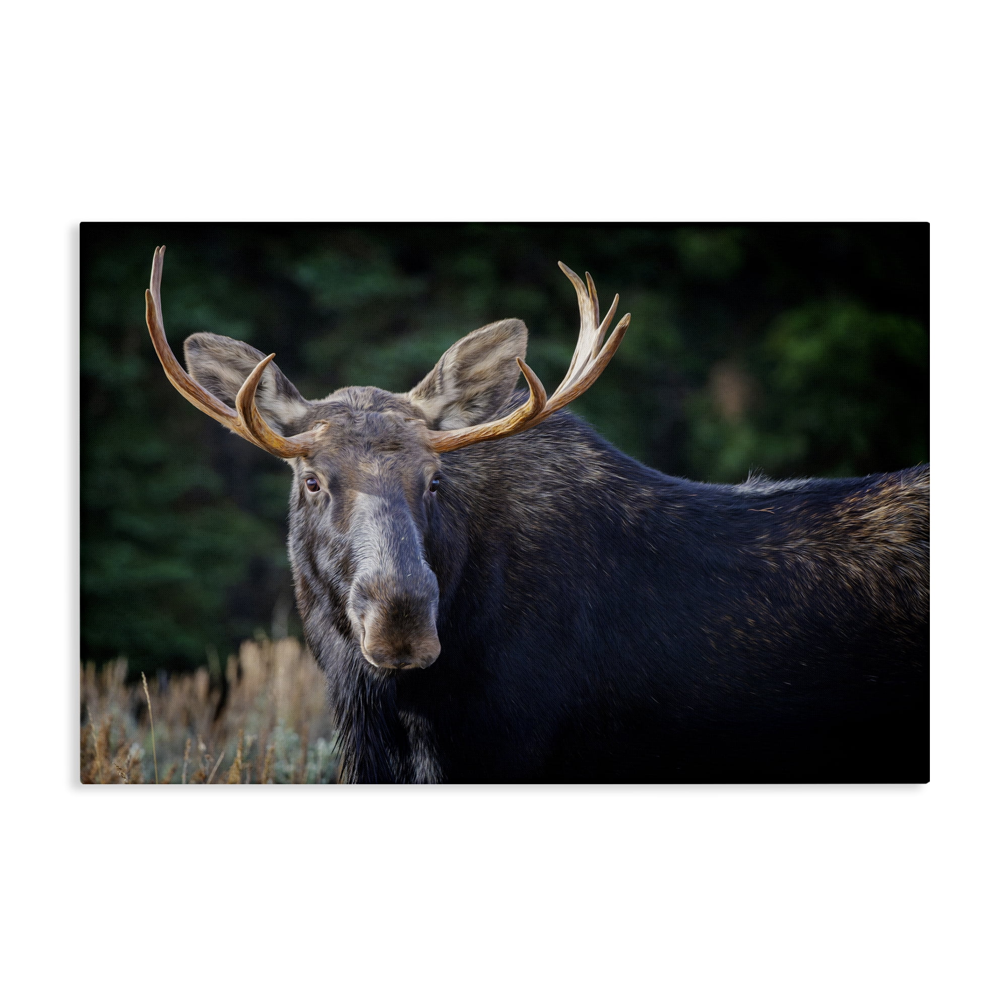 Stupell Industries Stoic Elk Portrait Animals Photography Wrapped Canvas Art Print Wall Art, 36 x 24