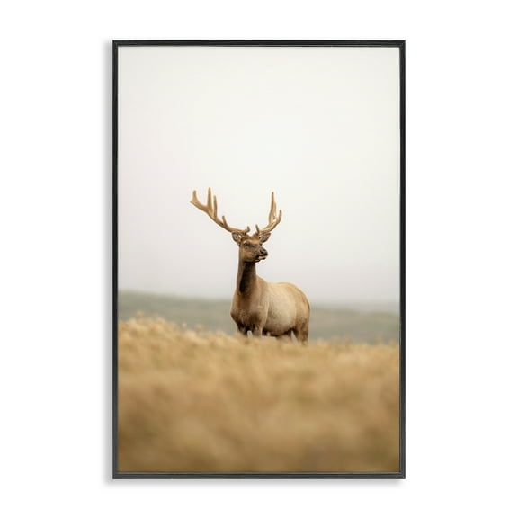 Stupell Industries Stoic Tule Elk Landscape & Nature Photography Black Framed Art Print Wall Art, 12 x 18