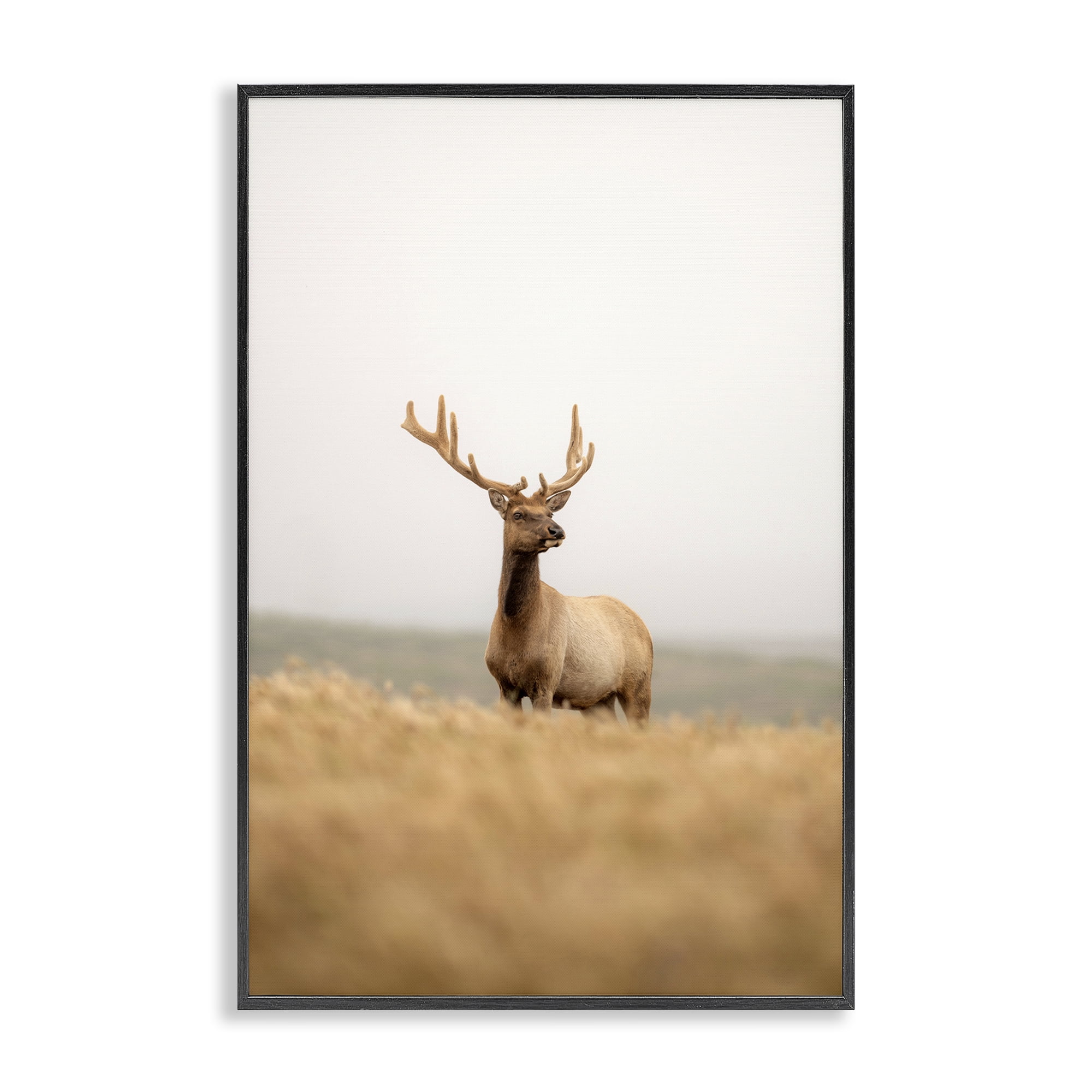 Stupell Industries Stoic Tule Elk Landscape & Nature Photography Black Framed Art Print Wall Art, 20 x 30