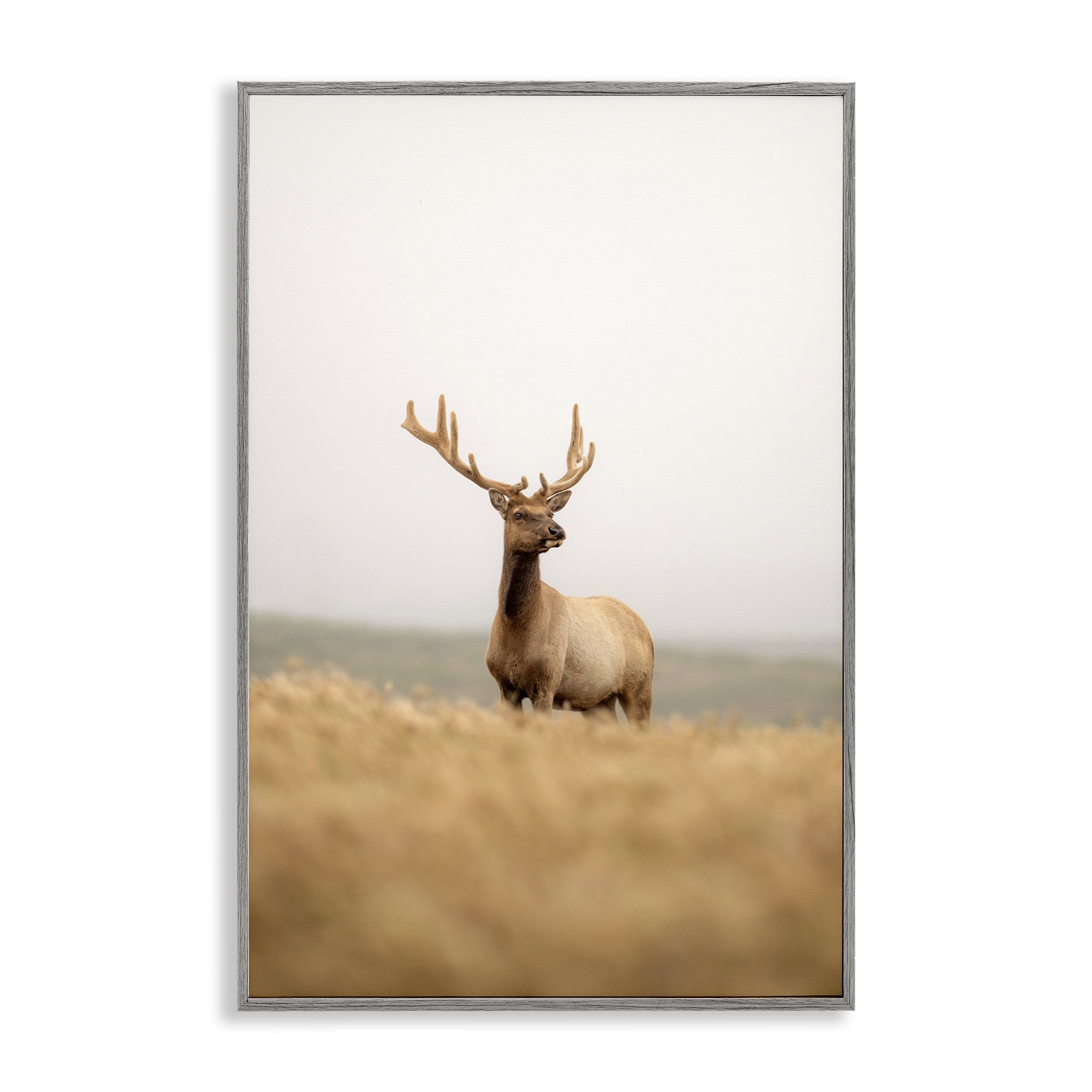 Stupell Industries Stoic Tule Elk Landscape & Nature Photography Gray Framed Art Print Wall Art, 16 x 24
