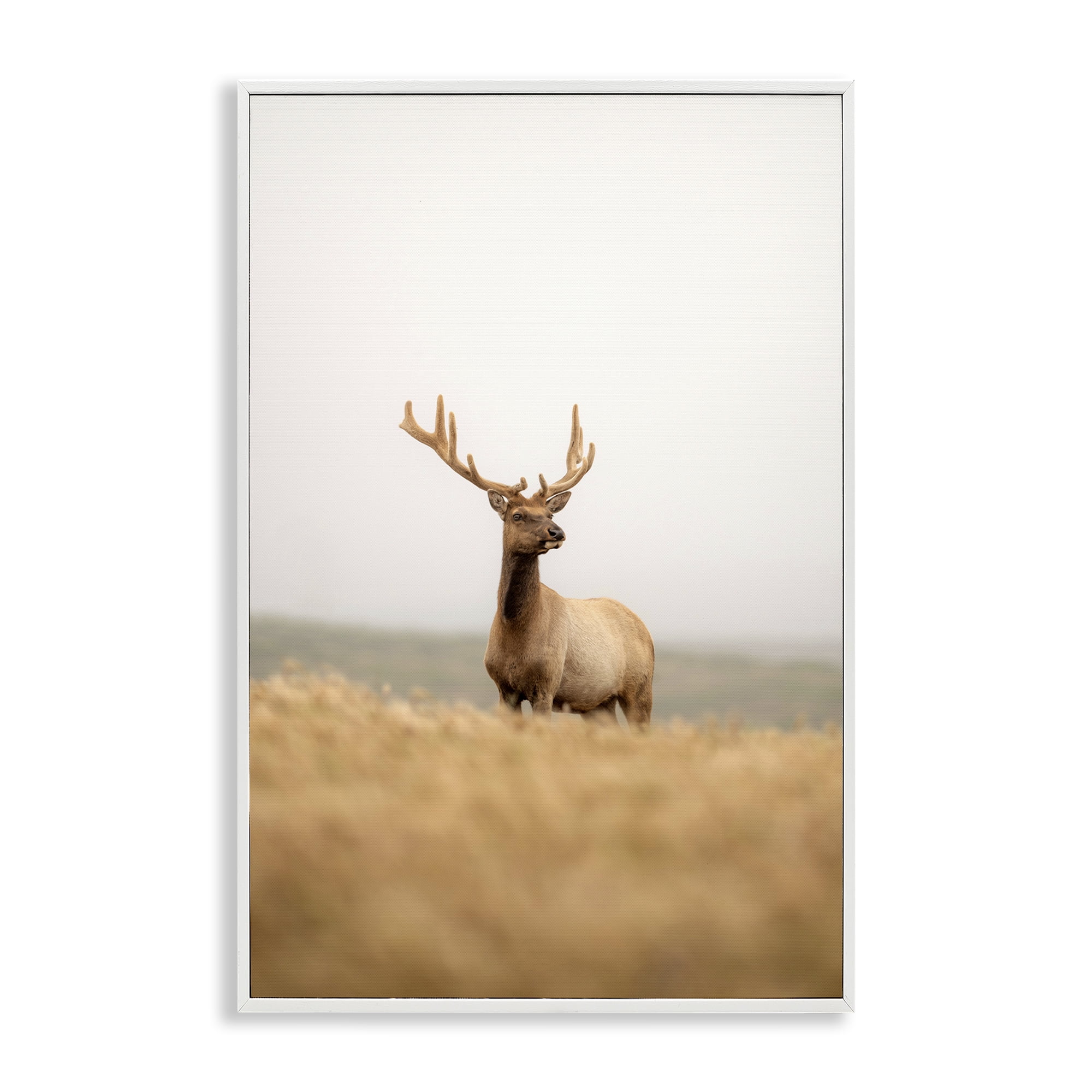 Stupell Industries Stoic Tule Elk Landscape & Nature Photography White Framed Art Print Wall Art, 12 x 18