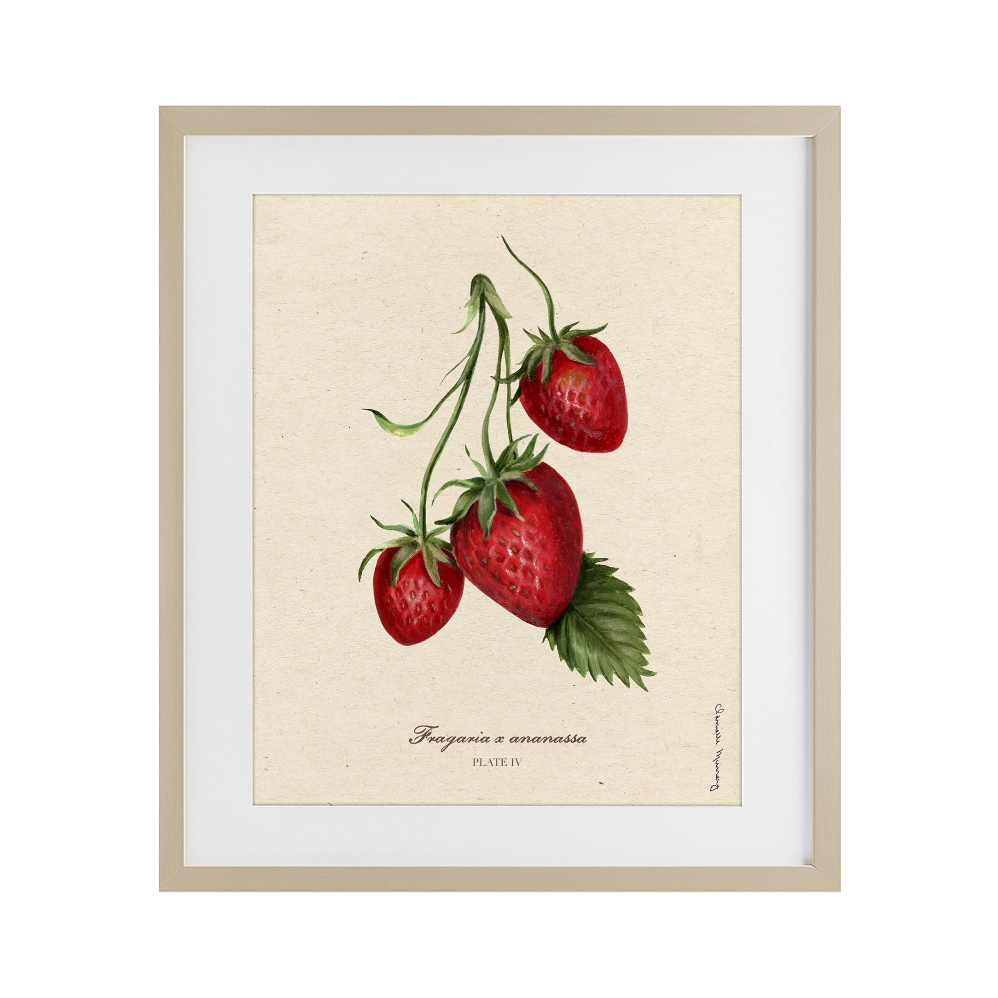 Stupell Industries Strawberry Fruit Portrait Birch Framed Print Under Glass, design by Danielle Murray