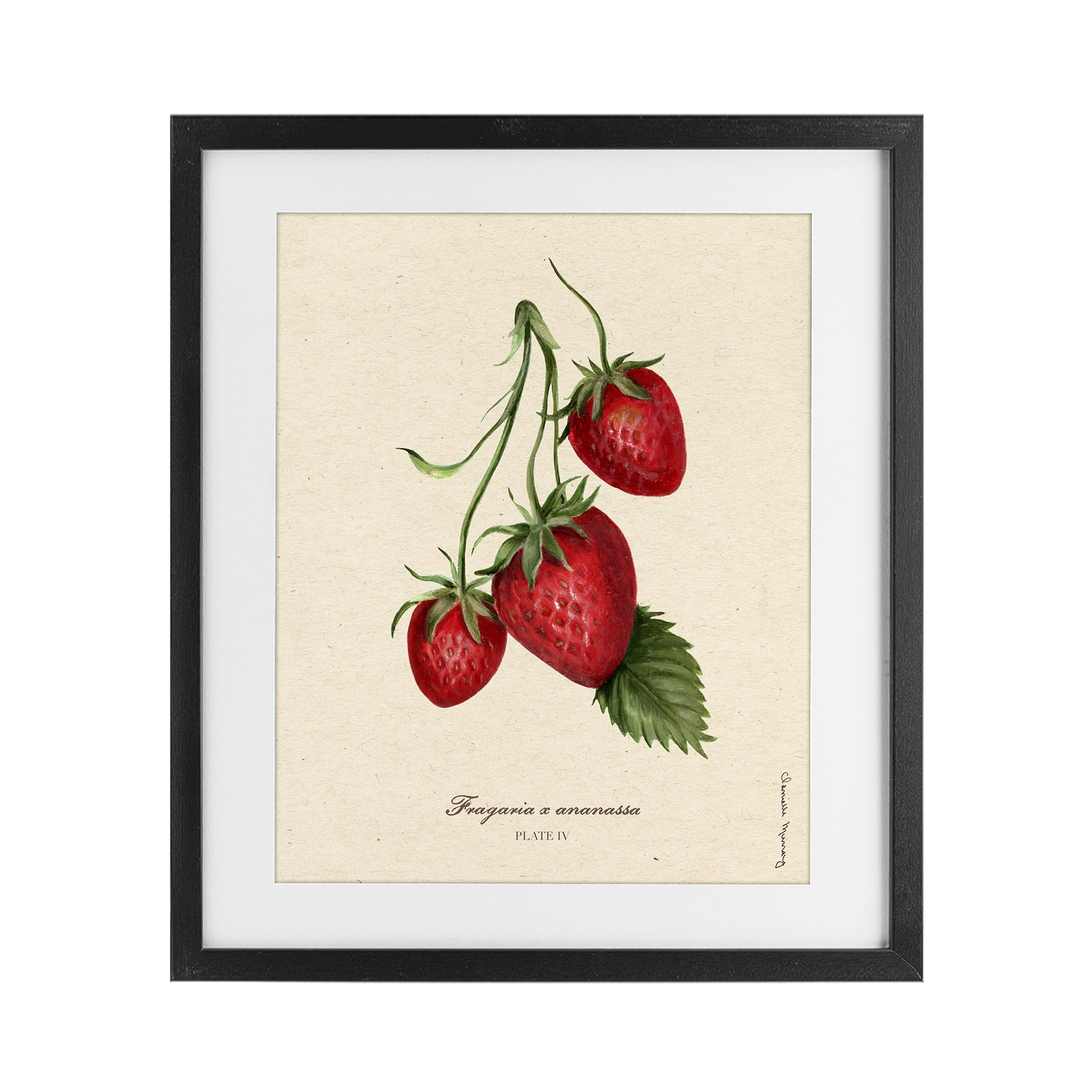 Stupell Industries Strawberry Fruit Portrait Black Framed Print Under Glass, design by Danielle Murray