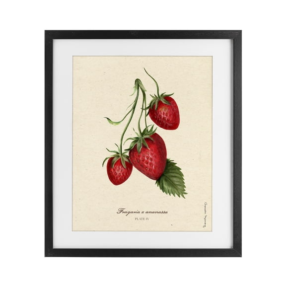 Stupell Industries Strawberry Fruit Portrait Black Framed Print Under Glass, design by Danielle Murray