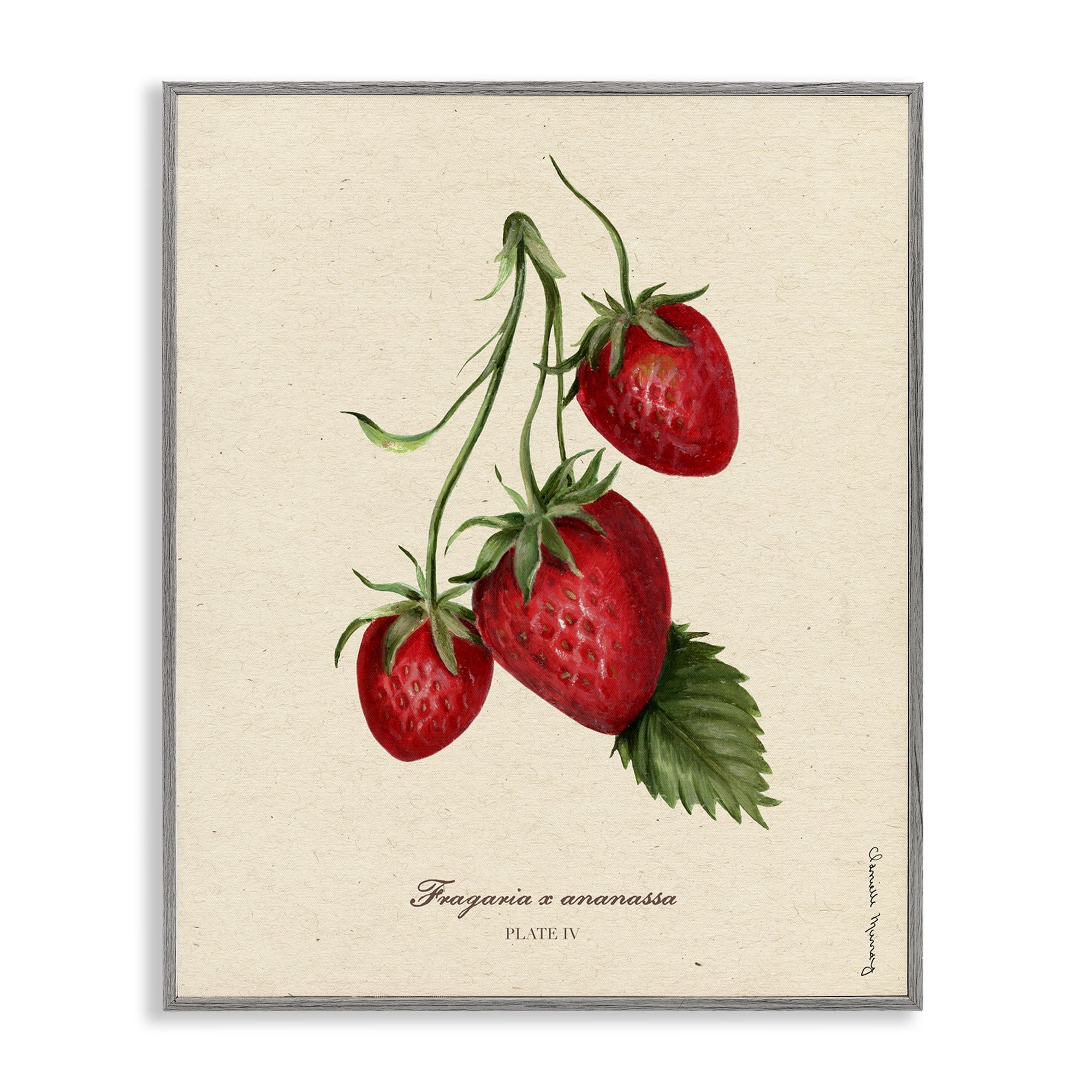 Stupell Industries Strawberry Fruit Portrait Gray Framed Giclee Art, design by Danielle Murray