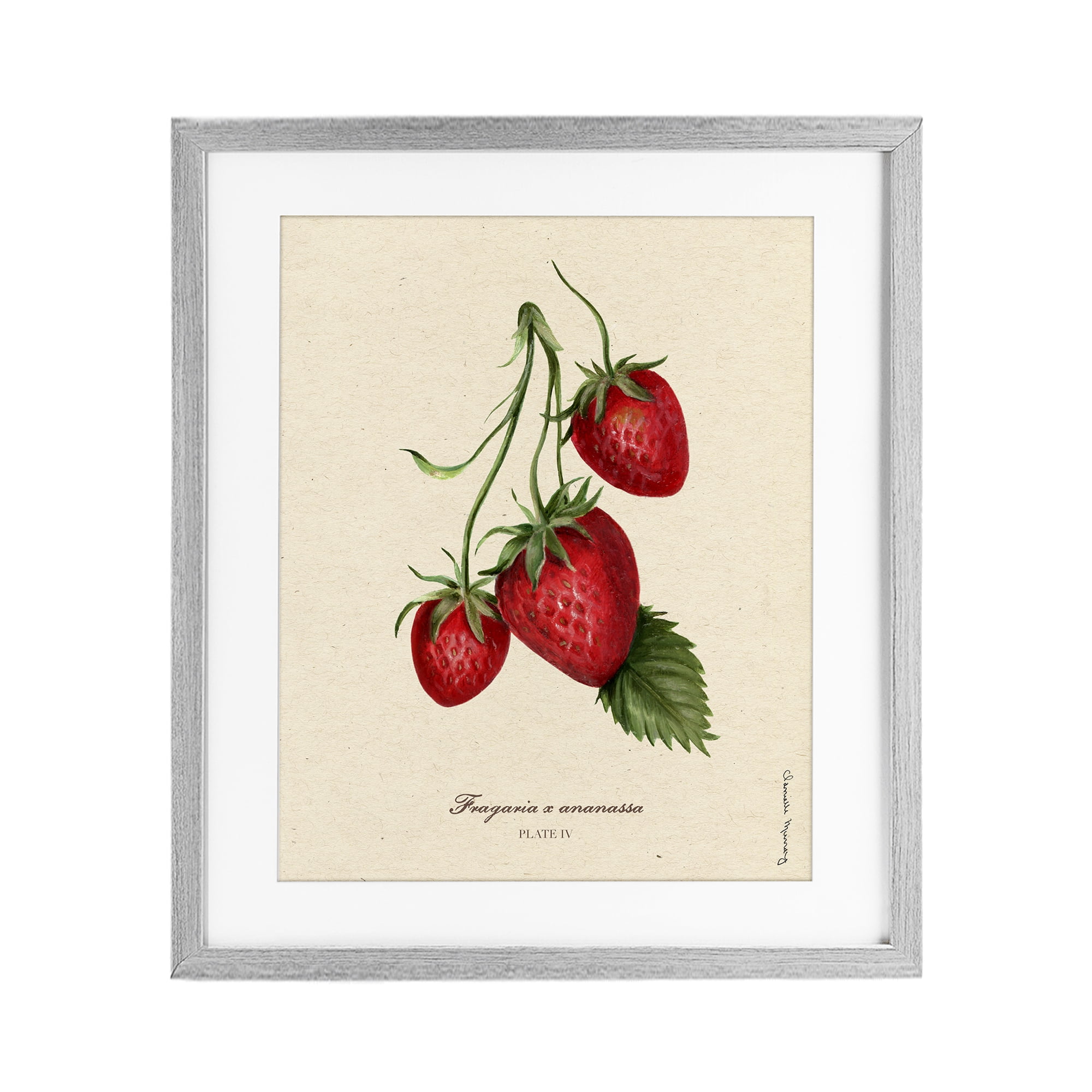 Stupell Industries Strawberry Fruit Portrait Gray Framed Print Under Glass, design by Danielle Murray