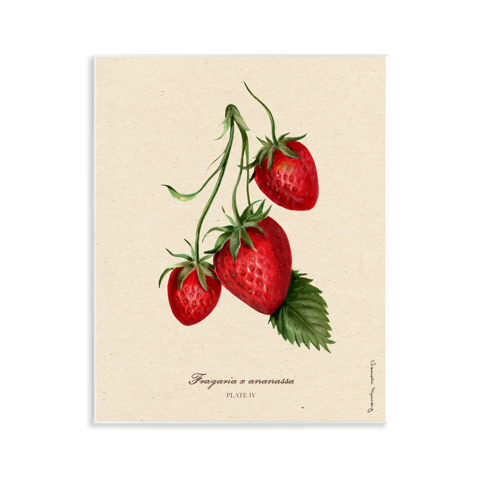 Stupell Industries Strawberry Fruit Portrait Wall Plaque Art, design by Danielle Murray