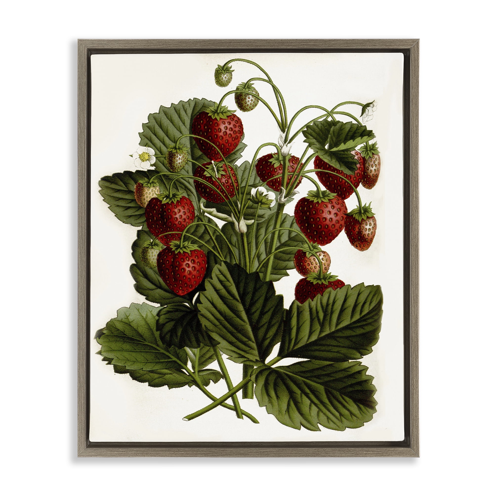 Stupell Industries Strawberry Plant Study Food & Beverage Painting Brown Floater Framed Art Print Wall Art, 17 x 21