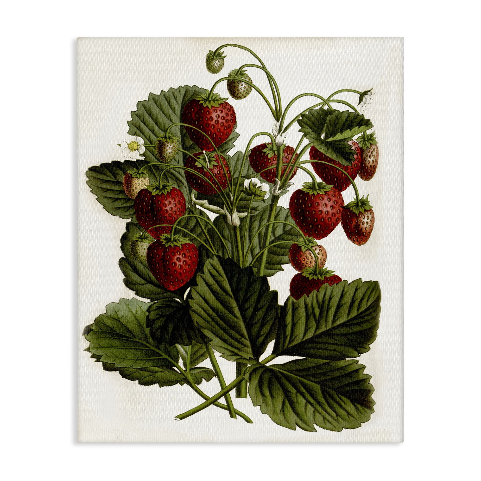 Stupell Industries Strawberry Plant Study Food & Beverage Painting Gallery Wrapped Canvas Art Print Wall Art, 24 x 30