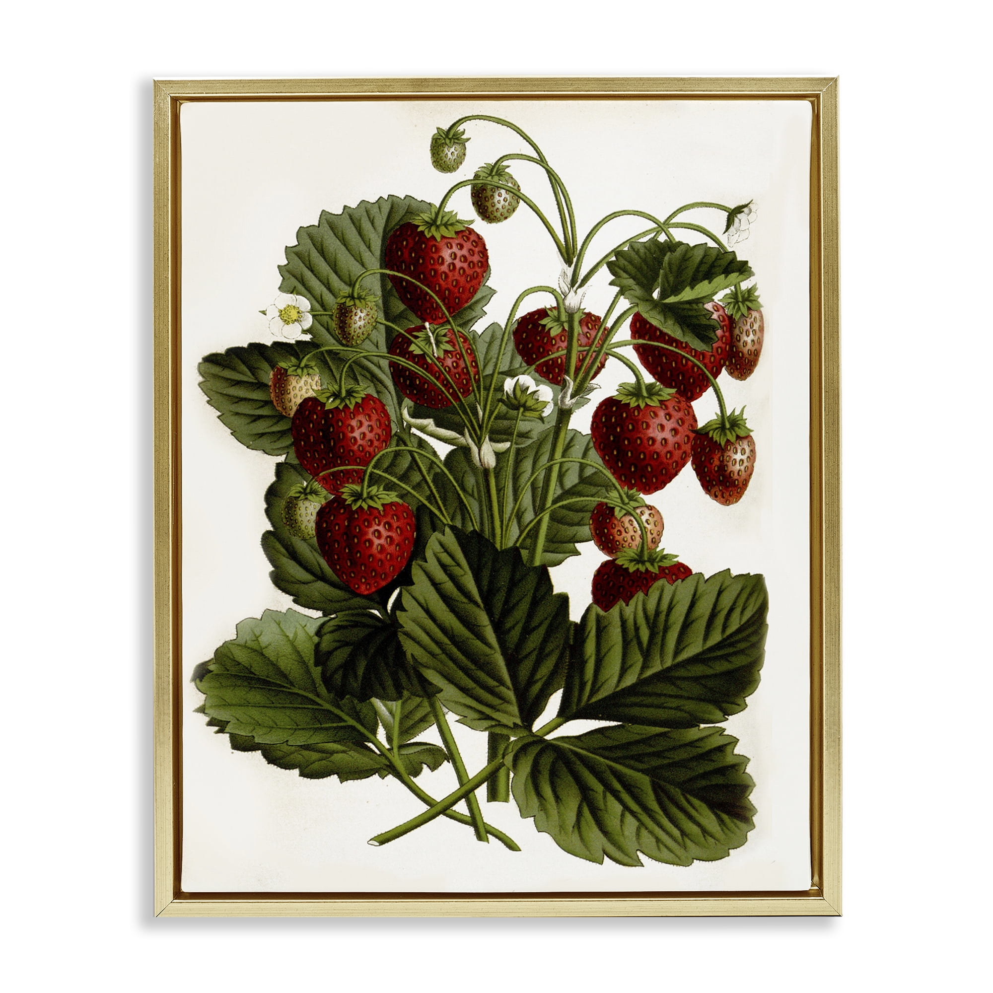 Stupell Industries Strawberry Plant Study Food & Beverage Painting Gold Floater Framed Art Print Wall Art, 25 x 31