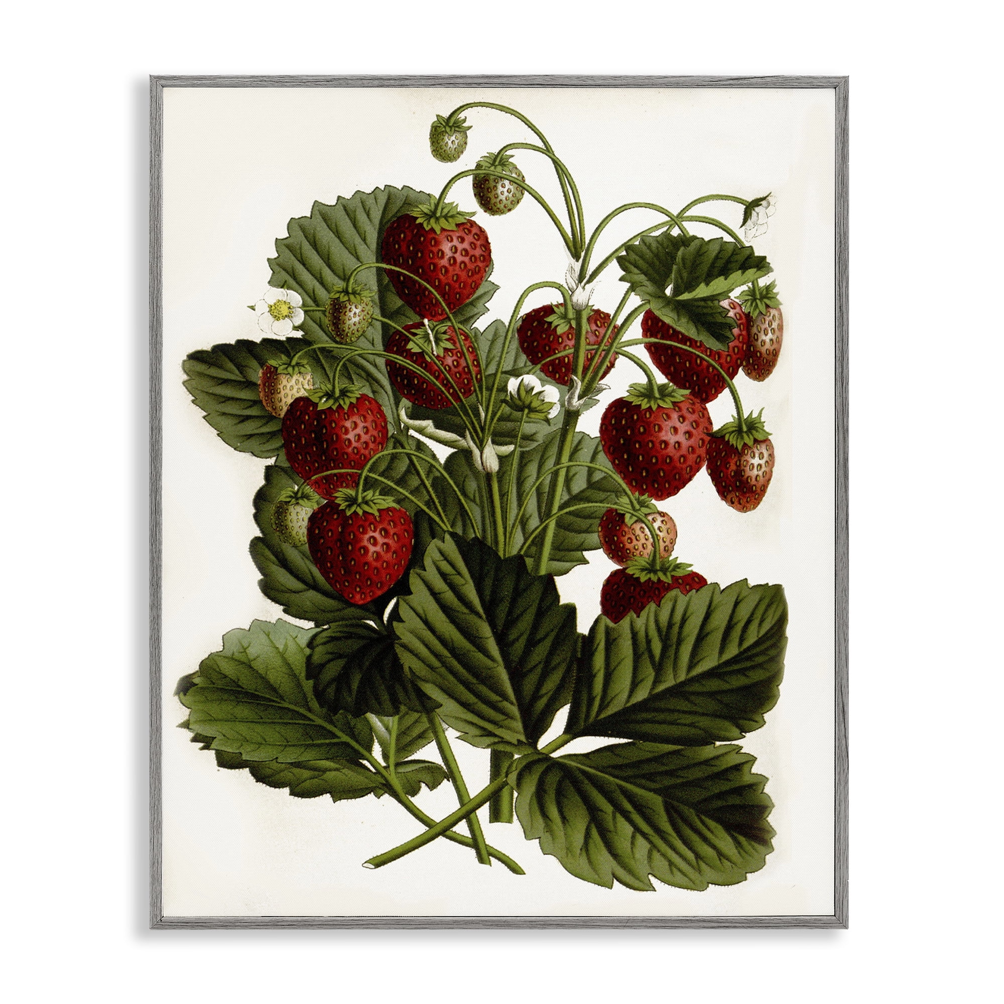 Stupell Industries Strawberry Plant Study Food & Beverage Painting Gray Framed Art Print Wall Art, 11 x 14