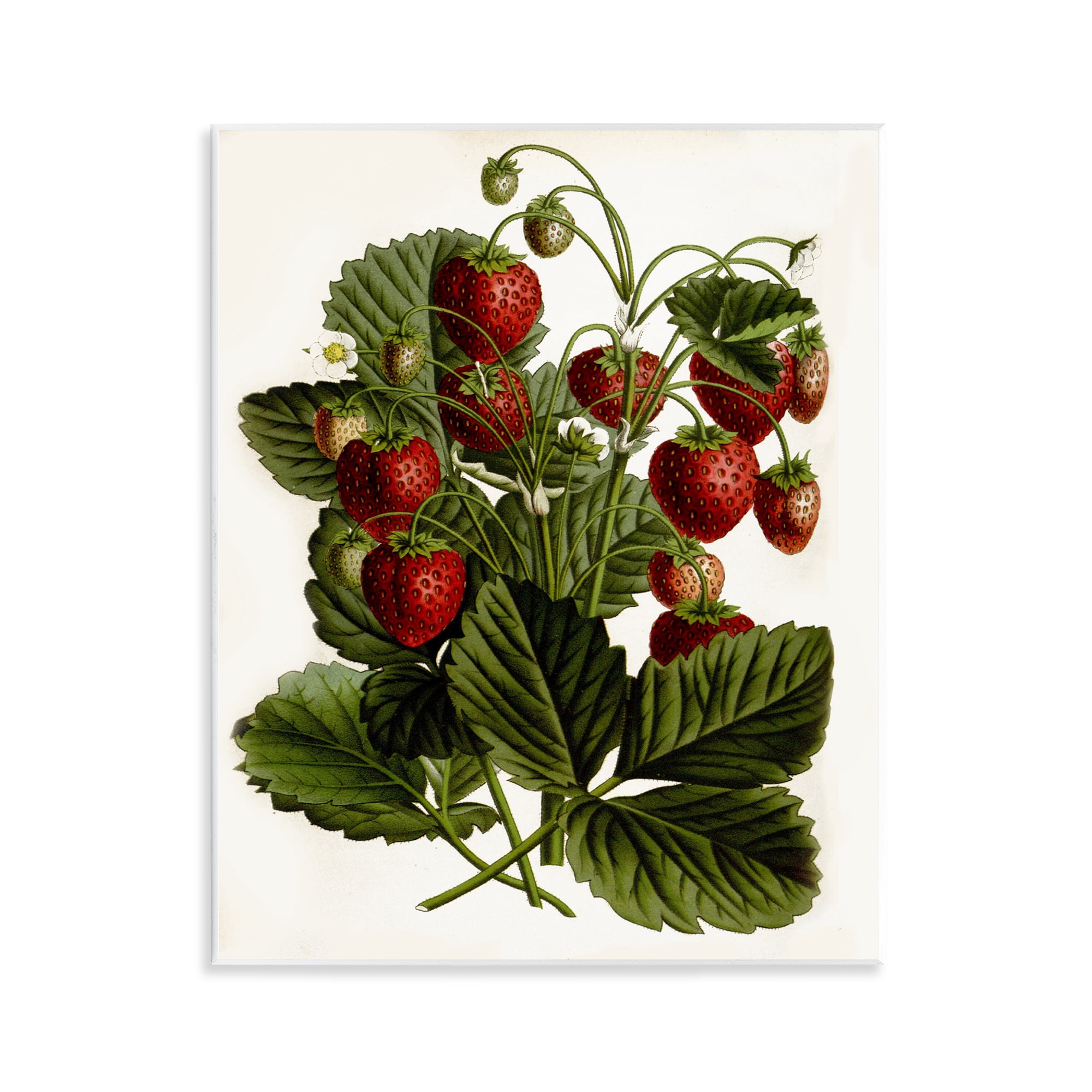Stupell Industries Strawberry Plant Study Food & Beverage Painting Unframed Art Print Wall Art, 11 x 14