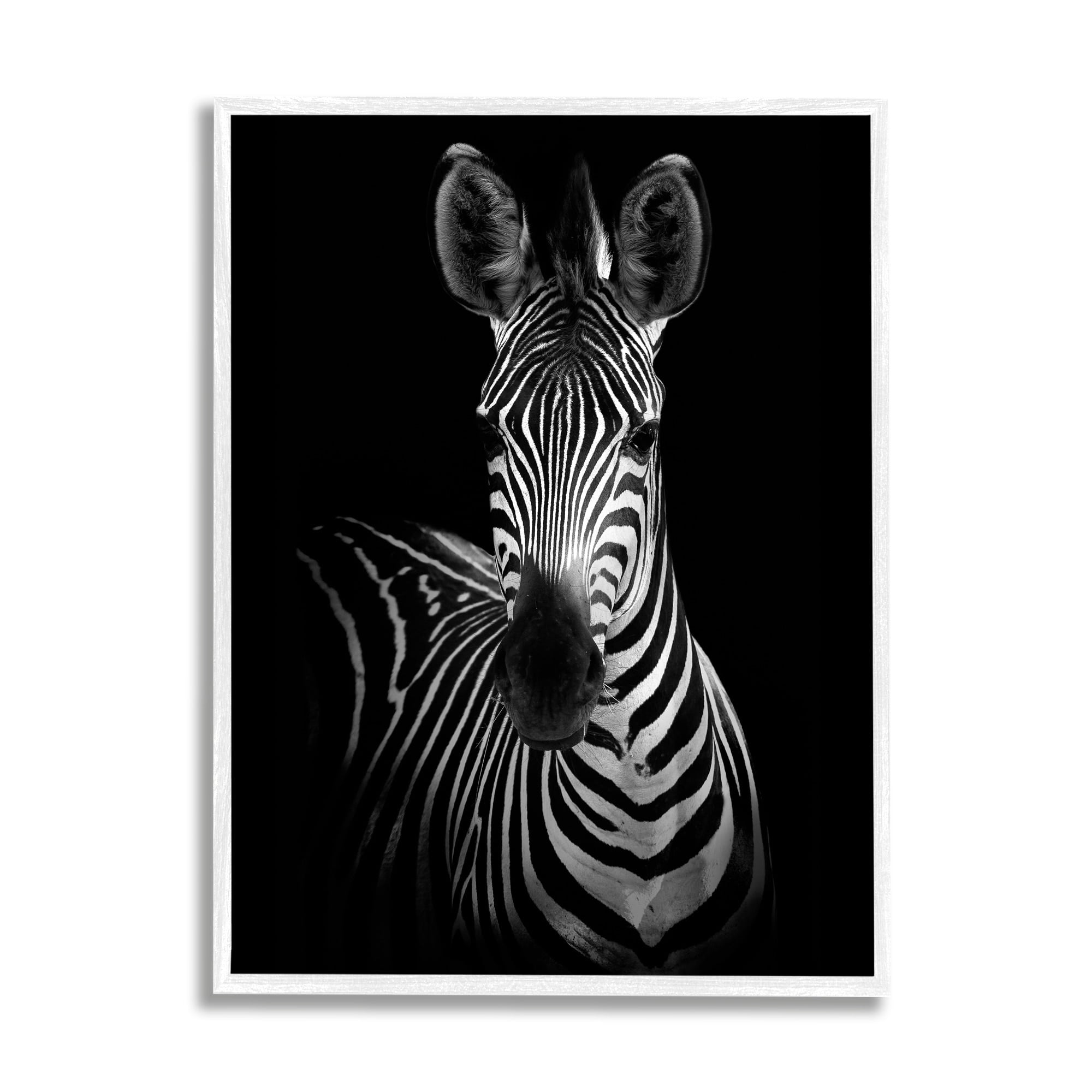 Stupell Industries Striking Greyscale Monochrome Zebra Photography Portrait , 16 x 20, Design by Incado
