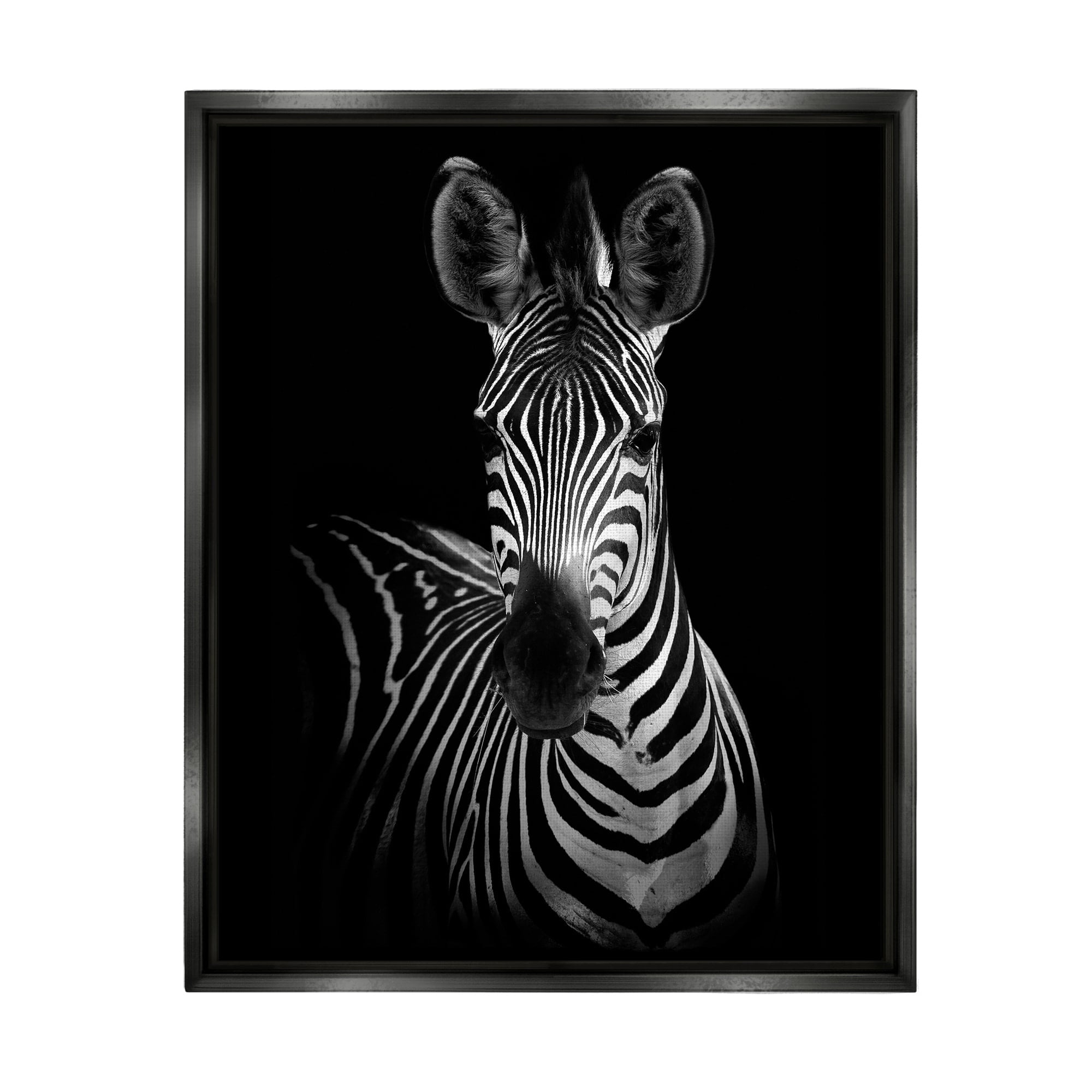 Stupell Industries Striking Greyscale Monochrome Zebra Photography Portrait Jet Black Framed Floating Canvas Wall Art, 16x20, by Incado