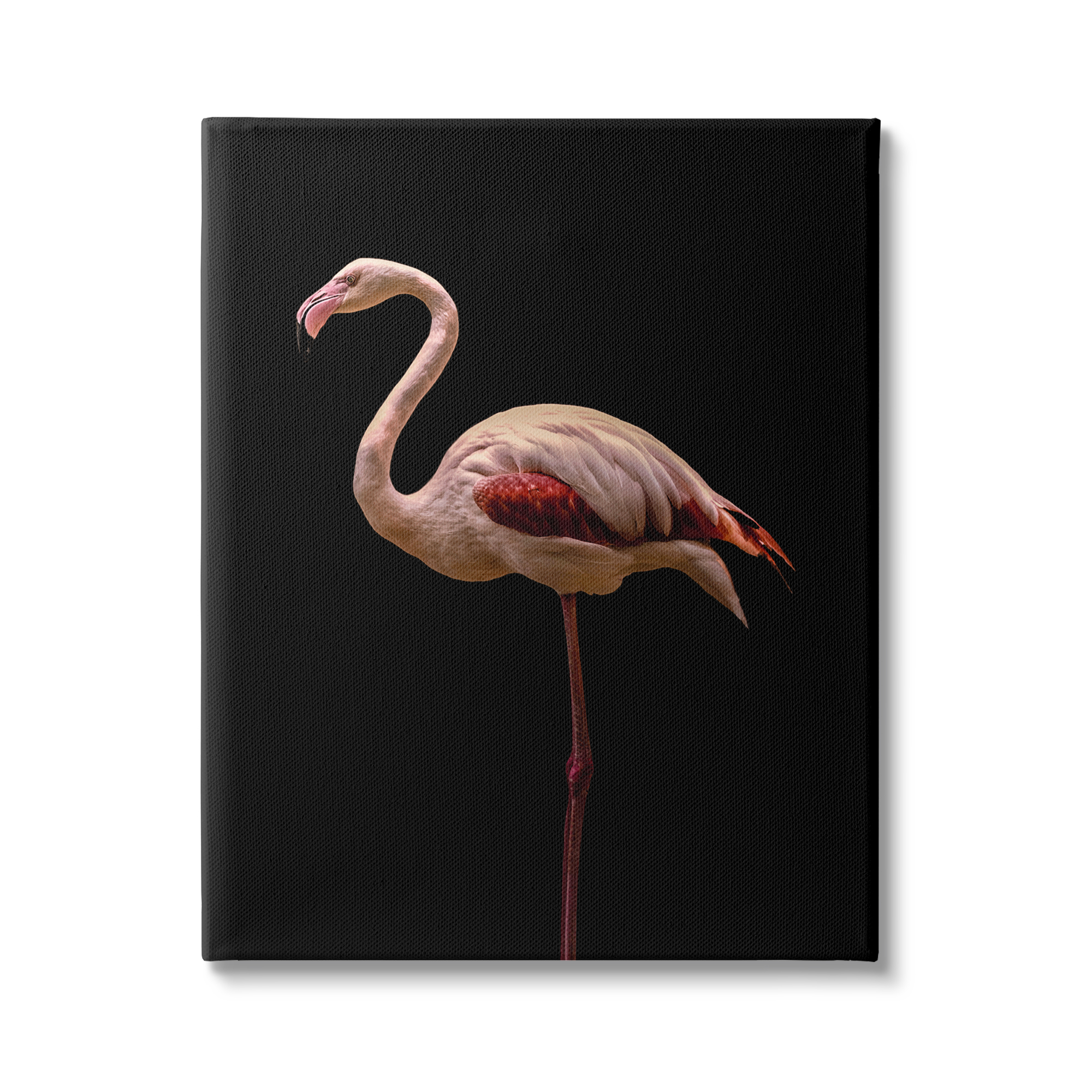 Stupell Industries Striking Pink Flamingo Portrait Detailed Photography , 30 x 40, Design by Incado