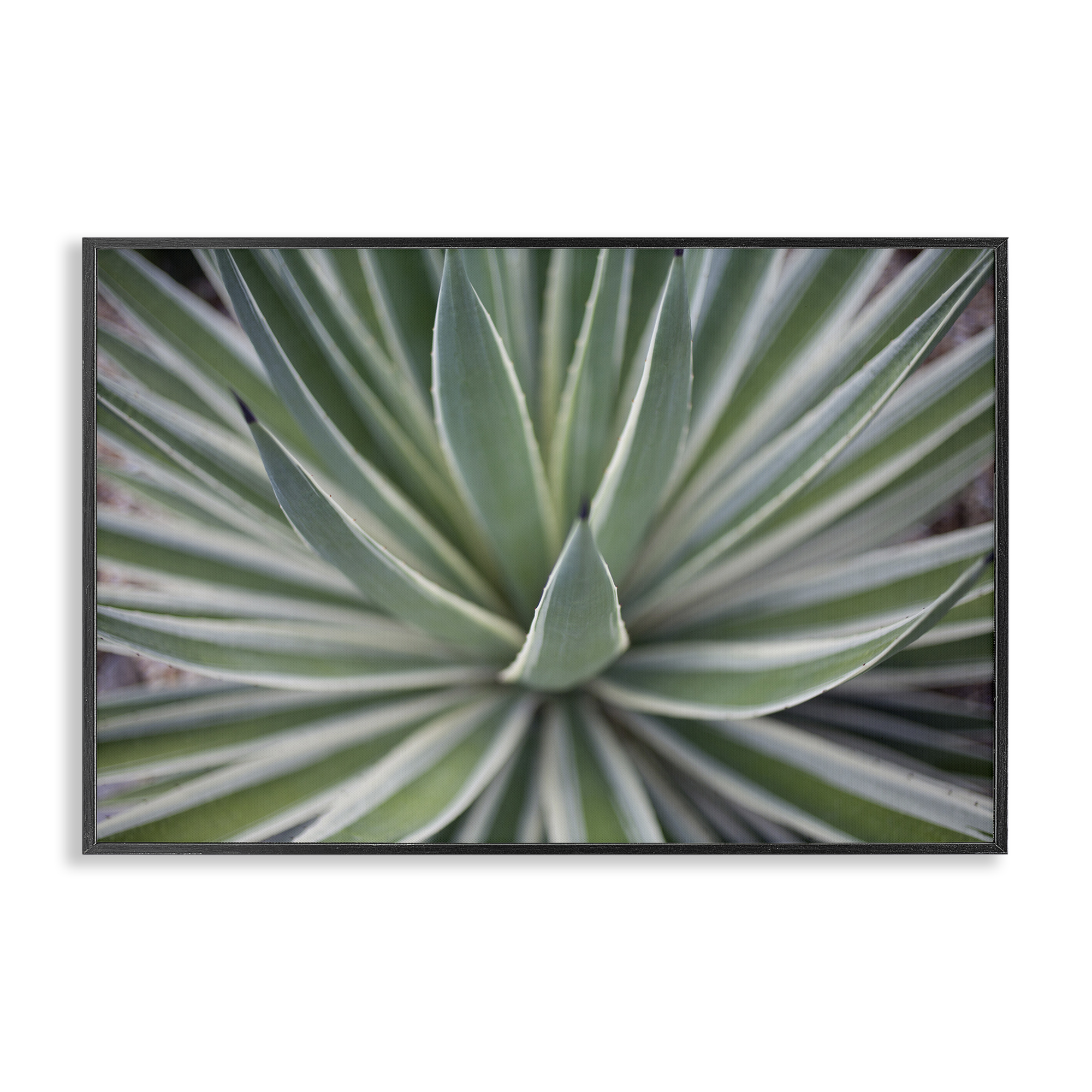Stupell Industries Striped Plant Leaves Botanical & Floral Photography Black Framed Art Print Wall Art, 18 x 12