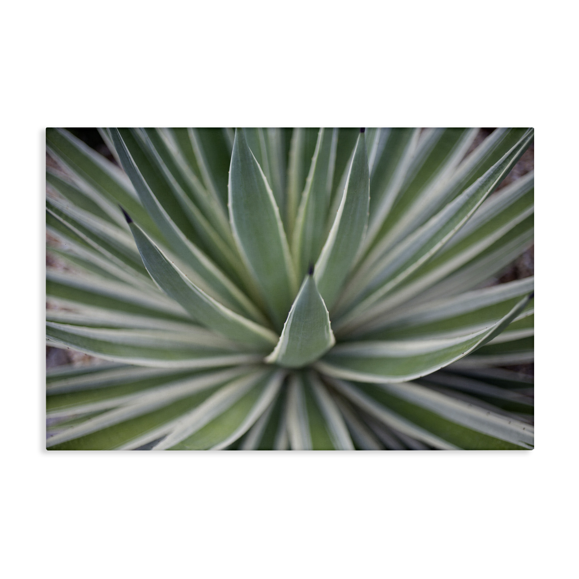 Stupell Industries Striped Plant Leaves Botanical & Floral Photography Gallery Wrapped Canvas Art Print Wall Art, 36 x 24
