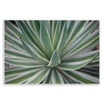 Stupell Industries Striped Plant Leaves Botanical & Floral Photography Unframed Art Print Wall Art, 15 x 10