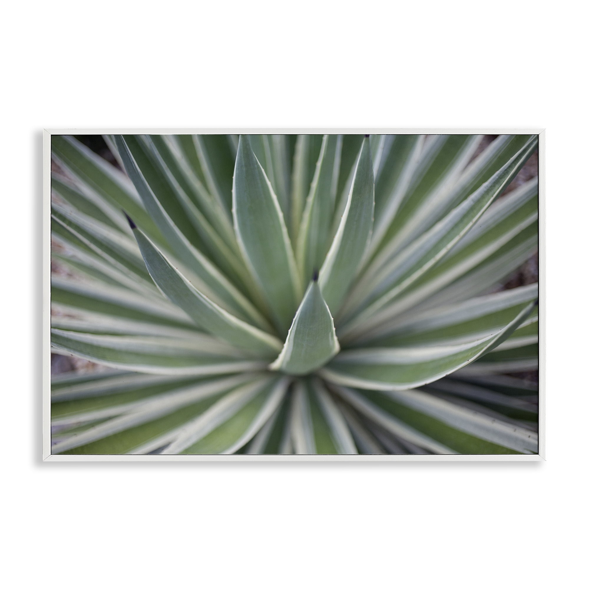 Stupell Industries Striped Plant Leaves Botanical & Floral Photography White Framed Art Print Wall Art, 18 x 12