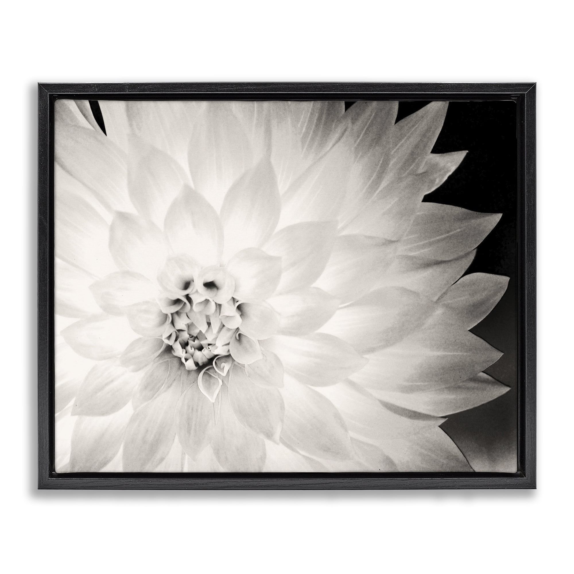Stupell Industries Strong Dahlia Petals Botanical & Floral Photography Black Floater Framed Canvas Art Print Wall Art, 21 x 17