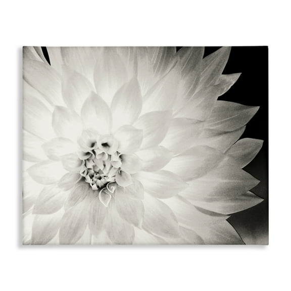 Stupell Industries Strong Dahlia Petals Botanical & Floral Photography Gallery Wrapped Canvas Art Print Wall Art, 20 x 16