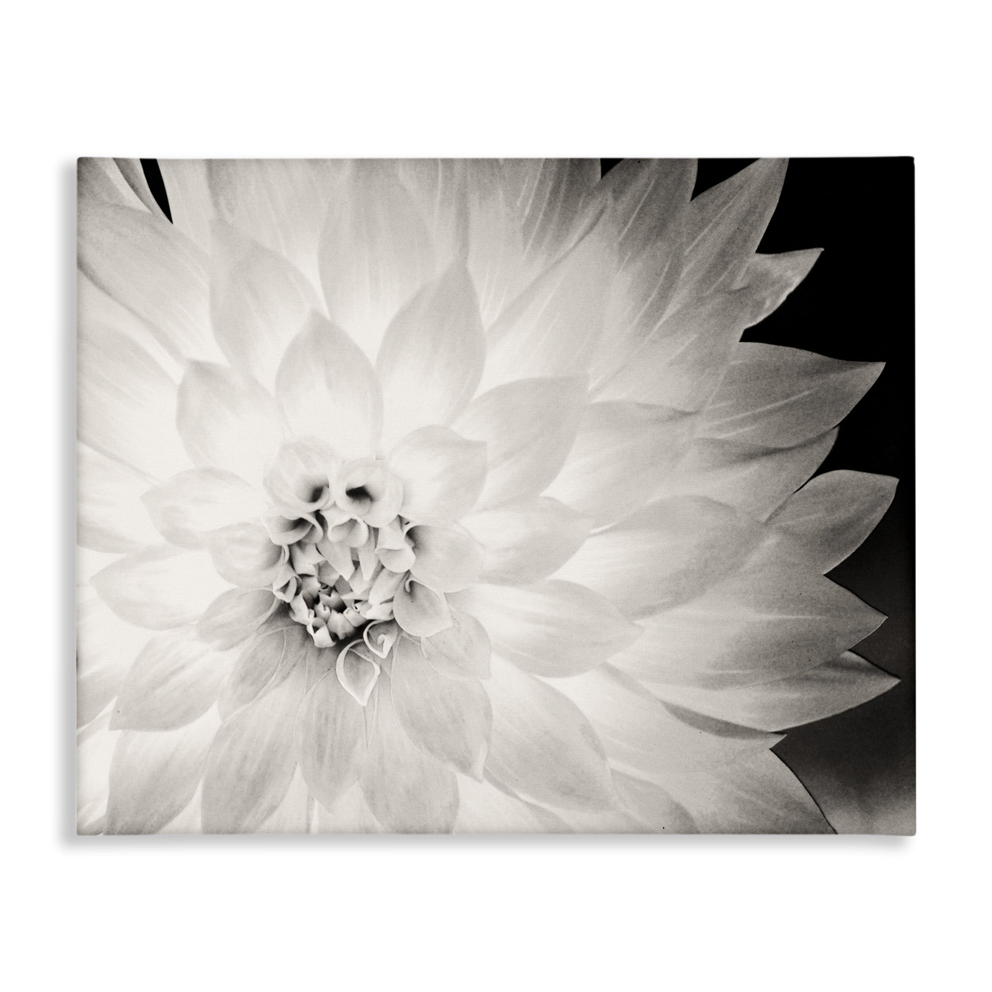 Stupell Industries Strong Dahlia Petals Botanical & Floral Photography Gallery Wrapped Canvas Art Print Wall Art, 48 x 36