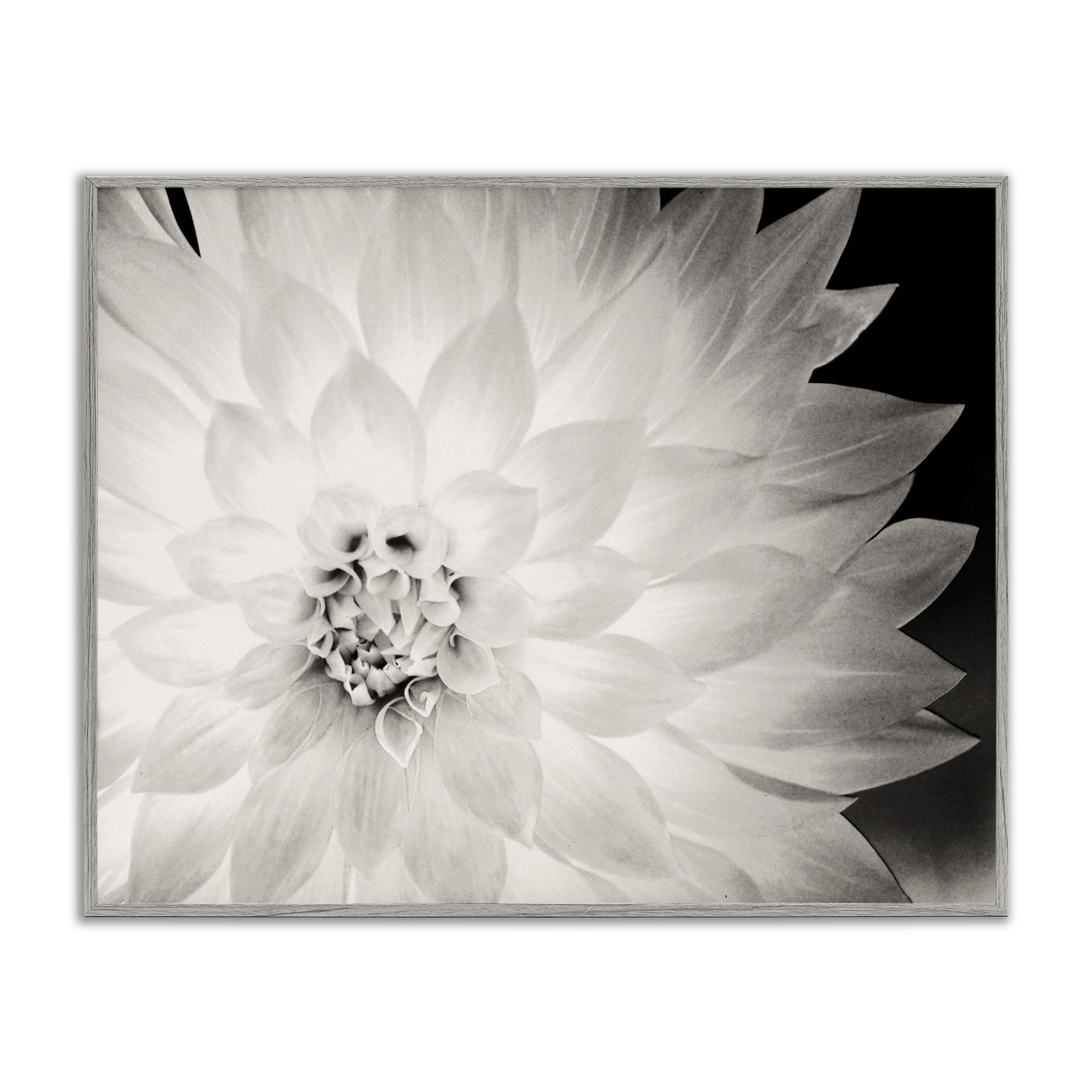 Stupell Industries Strong Dahlia Petals Botanical & Floral Photography Gray Framed Art Print Wall Art, 20 x 16