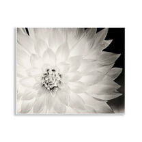 Stupell Industries Strong Dahlia Petals Botanical & Floral Photography Unframed Art Print Wall Art, 14 x 11