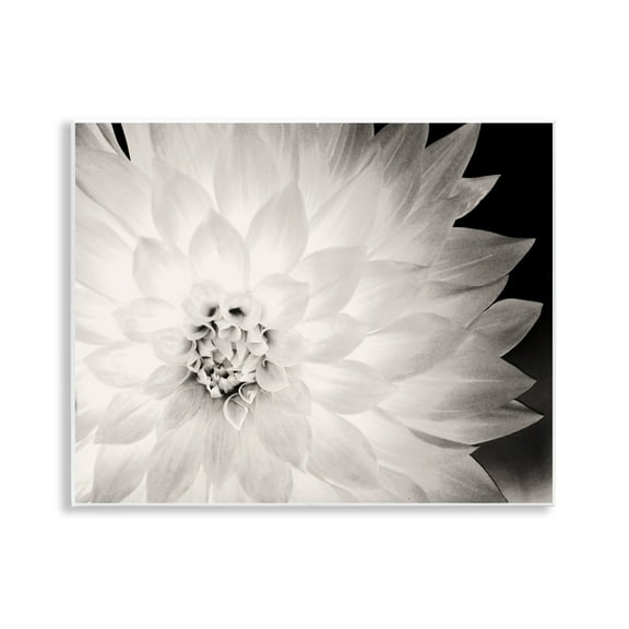 Stupell Industries Strong Dahlia Petals Botanical & Floral Photography Unframed Art Print Wall Art, 14 x 11