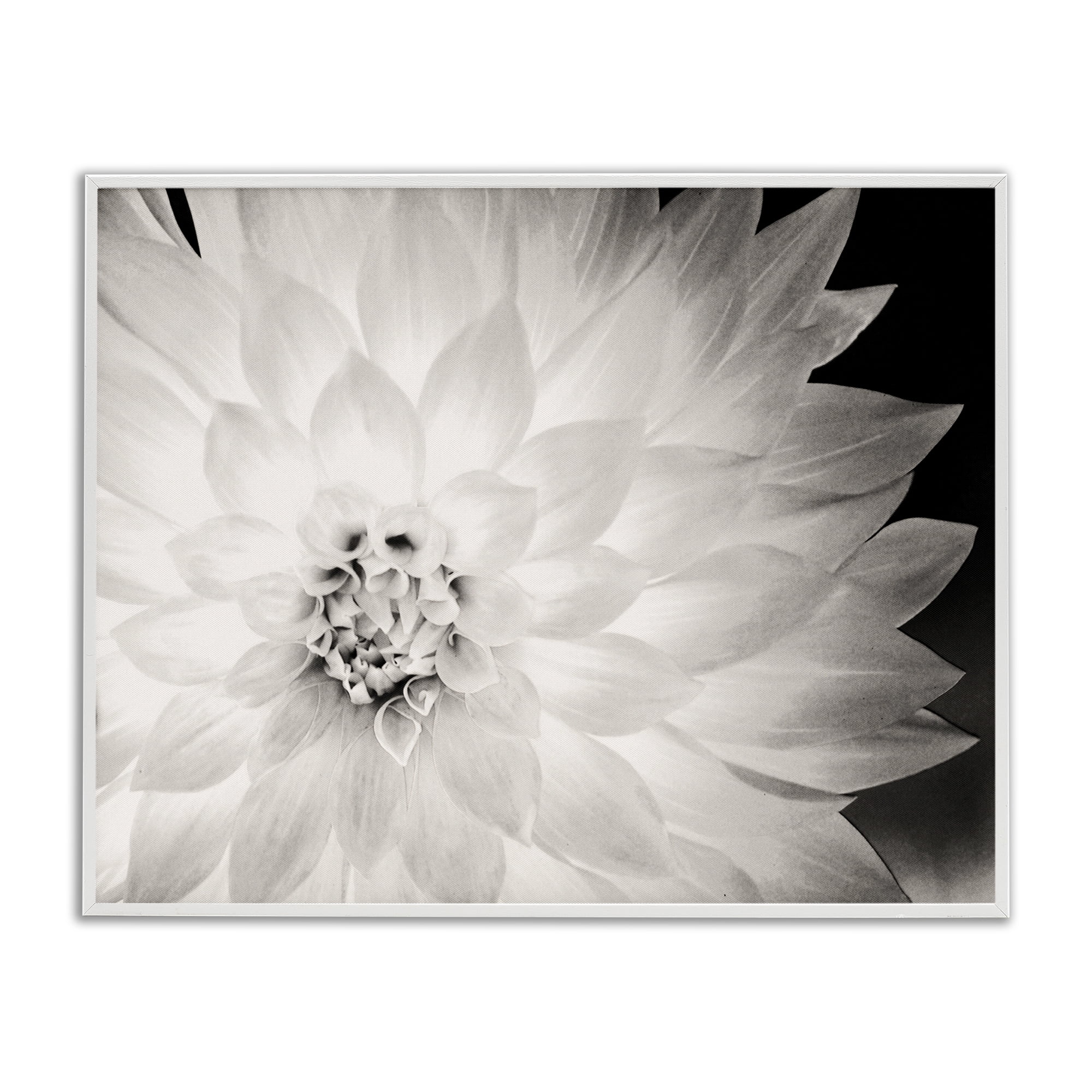 Stupell Industries Strong Dahlia Petals Botanical & Floral Photography White Framed Art Print Wall Art, 20 x 16