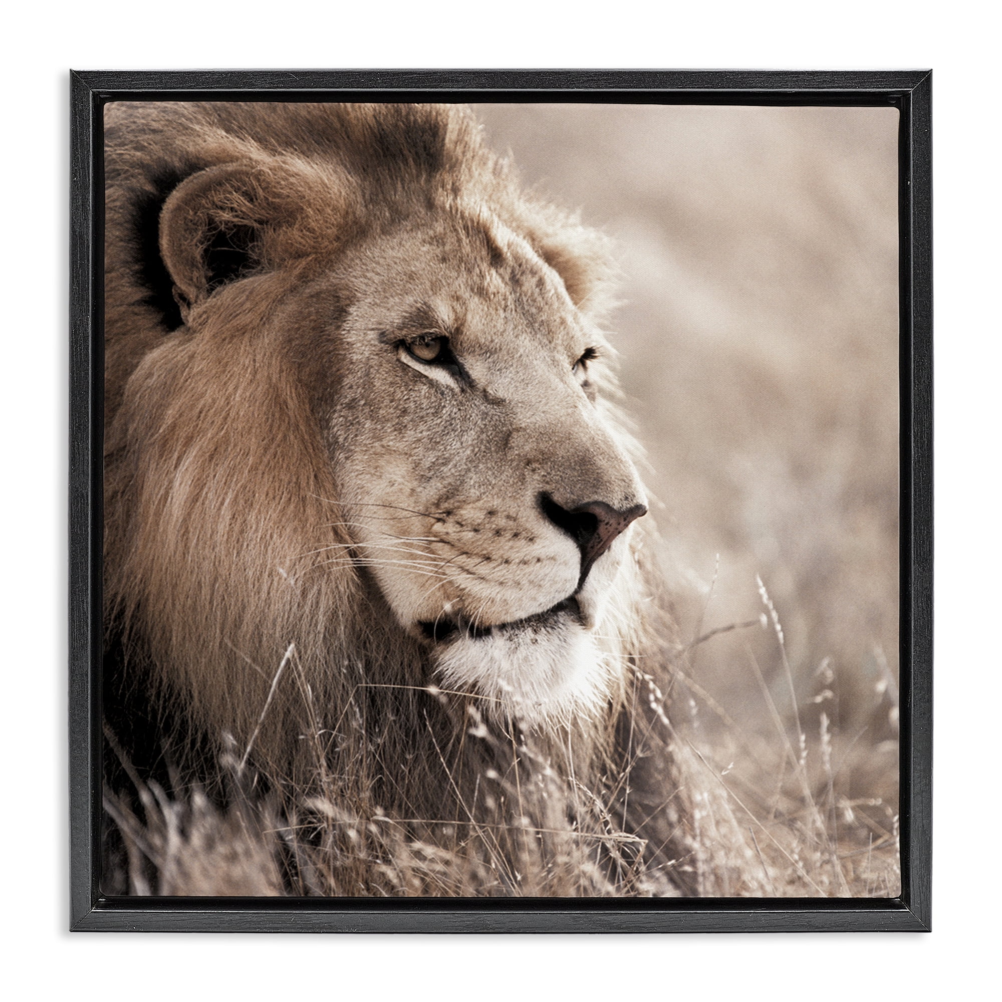 Stupell Industries Strong Gazing Lion Animals & Insects Photography Black Floater Framed Canvas Art Print Wall Art, 18 x 18