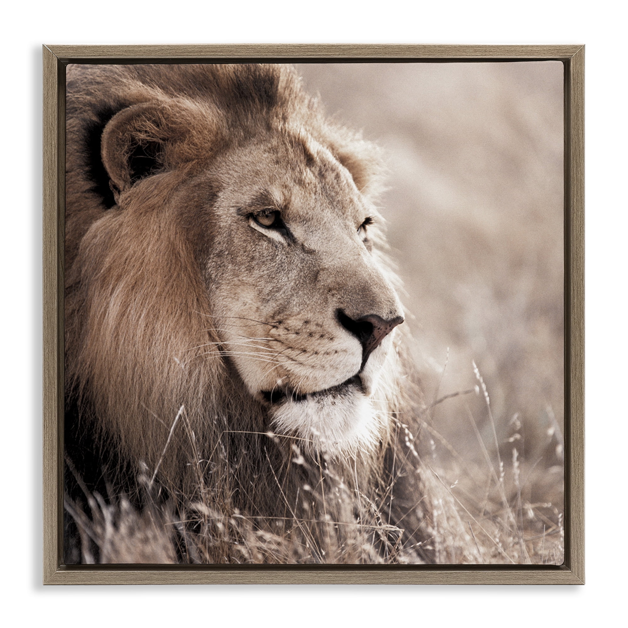 Stupell Industries Strong Gazing Lion Animals & Insects Photography Brown Floater Framed Canvas Art Print Wall Art, 25 x 25