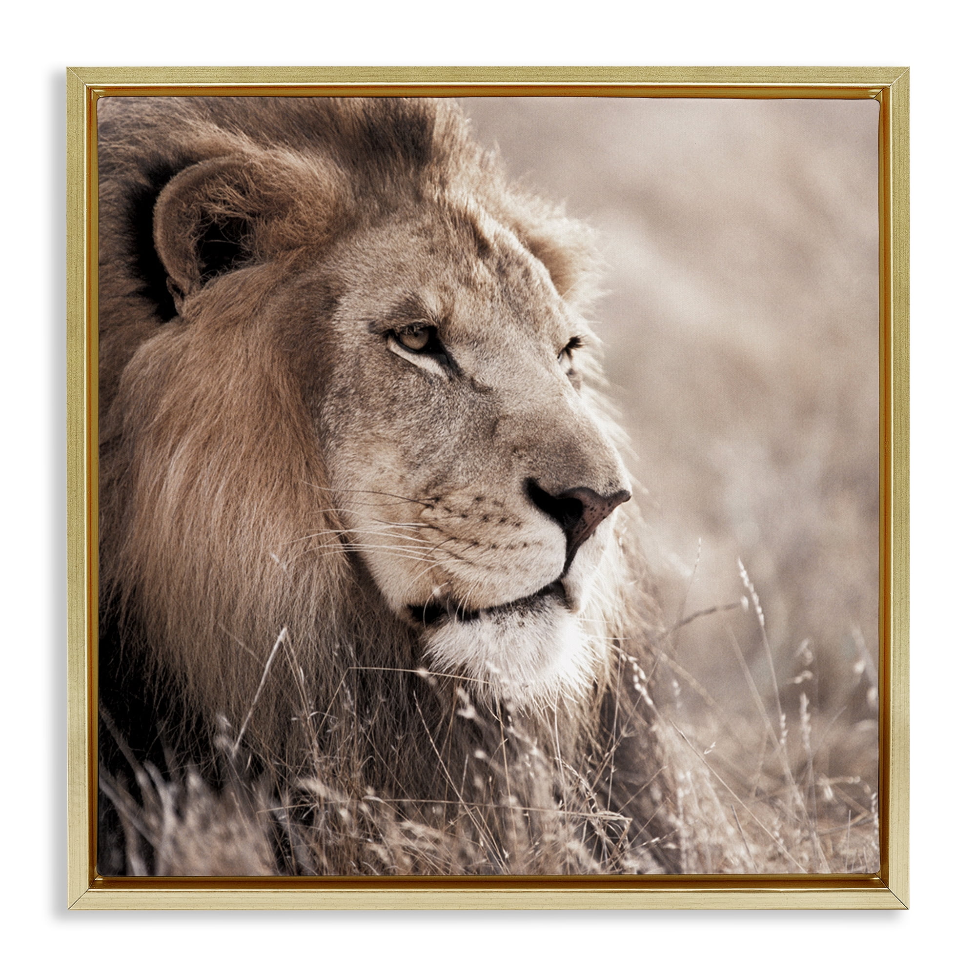 Stupell Industries Strong Gazing Lion Animals & Insects Photography Gold Floater Framed Canvas Art Print Wall Art, 18 x 18