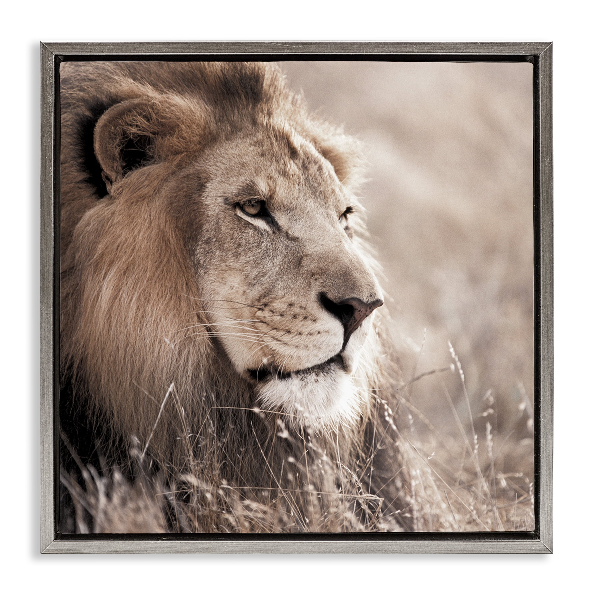 Stupell Industries Strong Gazing Lion Animals & Insects Photography Gray Floater Framed Canvas Art Print Wall Art, 18 x 18