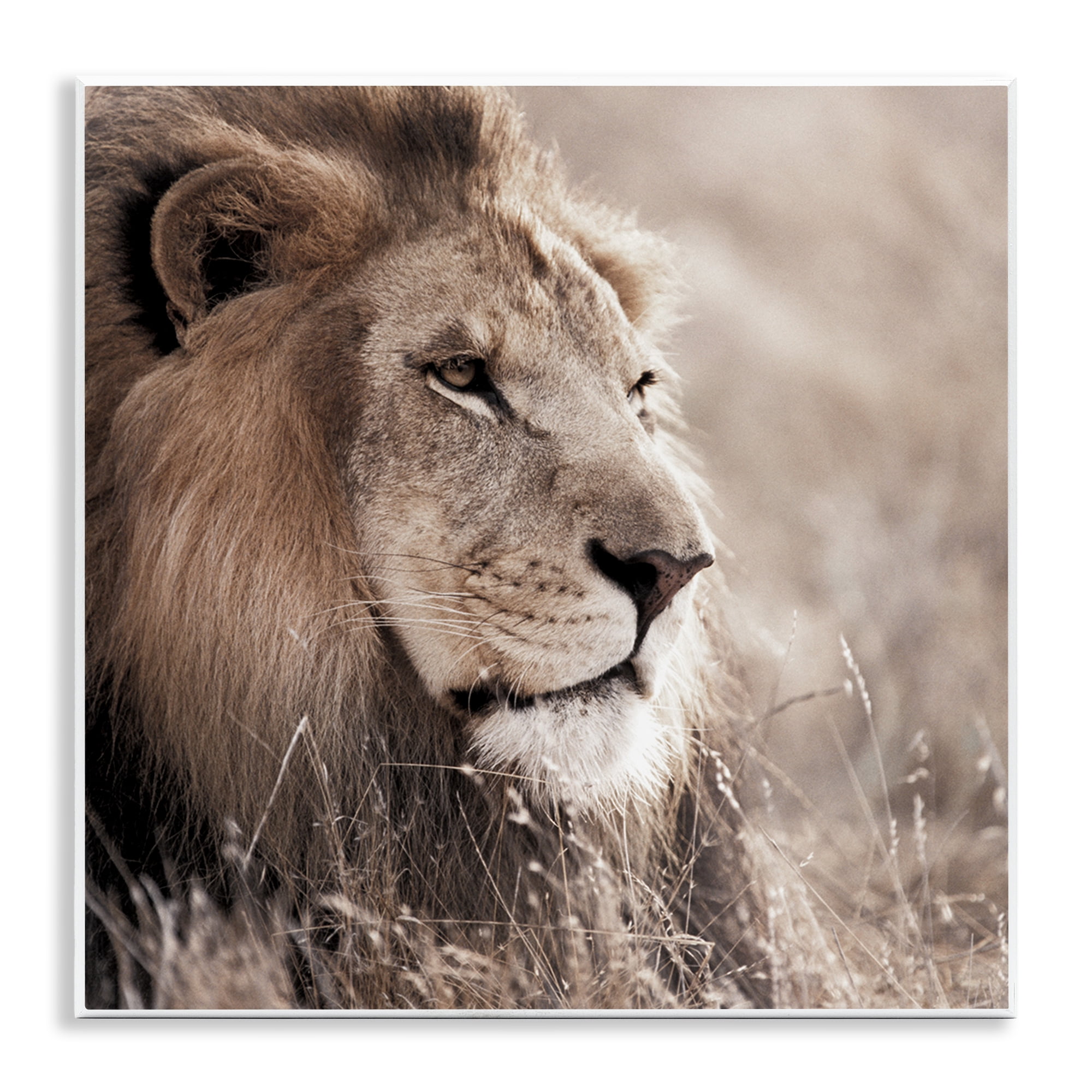 Stupell Industries Strong Gazing Lion Animals & Insects Photography Unframed Art Print Wall Art, 12 x 12