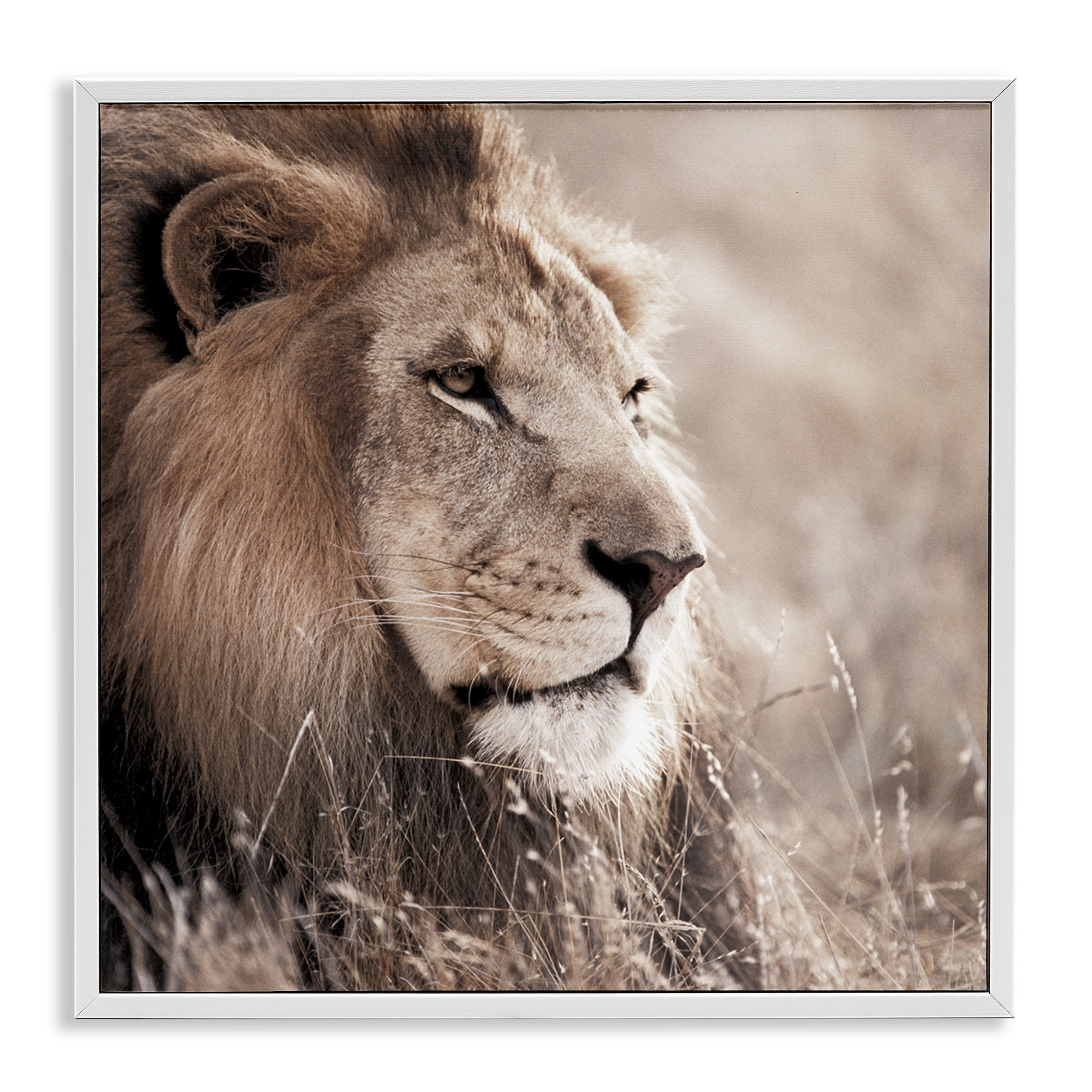 Stupell Industries Strong Gazing Lion Animals & Insects Photography White Framed Art Print Wall Art, 24 x 24