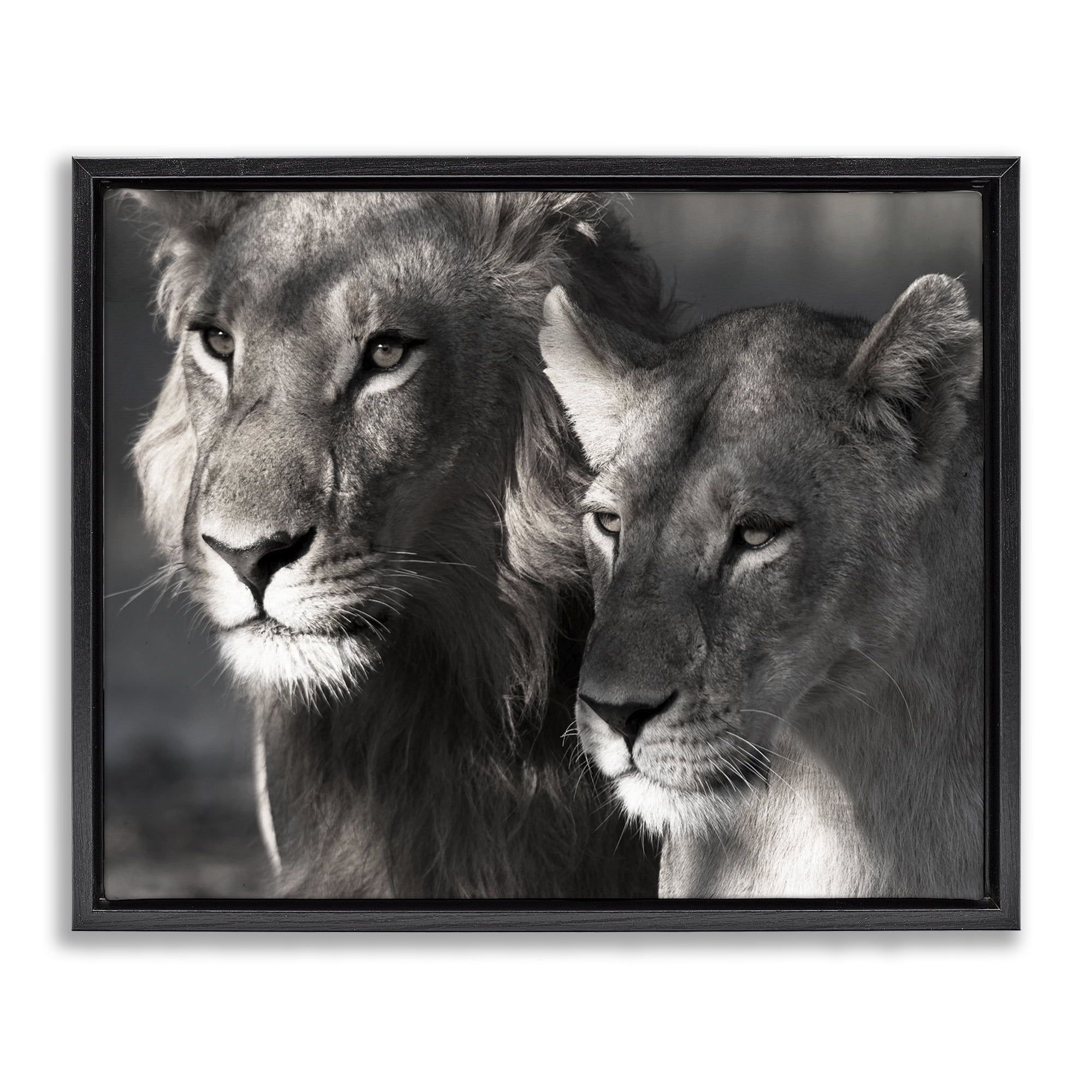 Stupell Industries Strong Lion & Lioness Animals & Insects Photography Black Floater Framed Canvas Art Print Wall Art, 31 x 25
