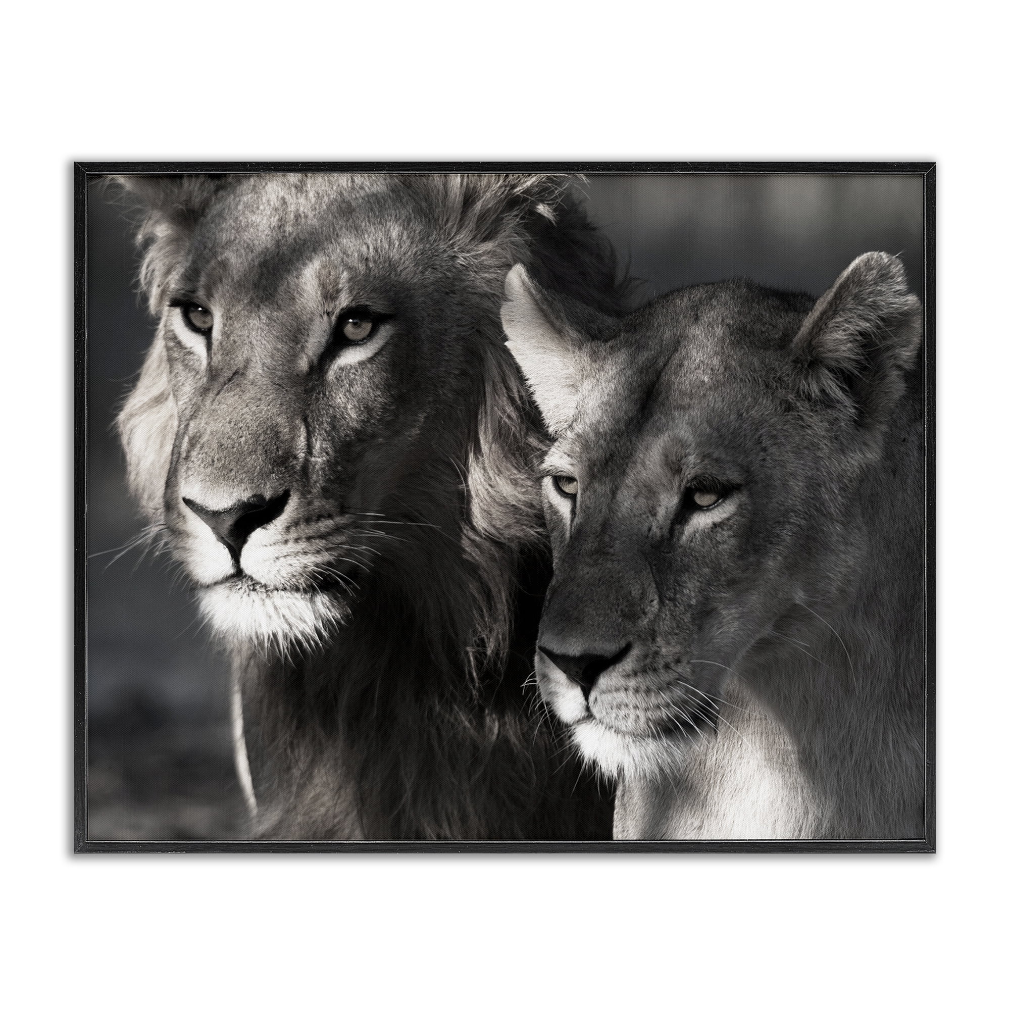Stupell Industries Strong Lion & Lioness Animals & Insects Photography Black Framed Art Print Wall Art, 20 x 16