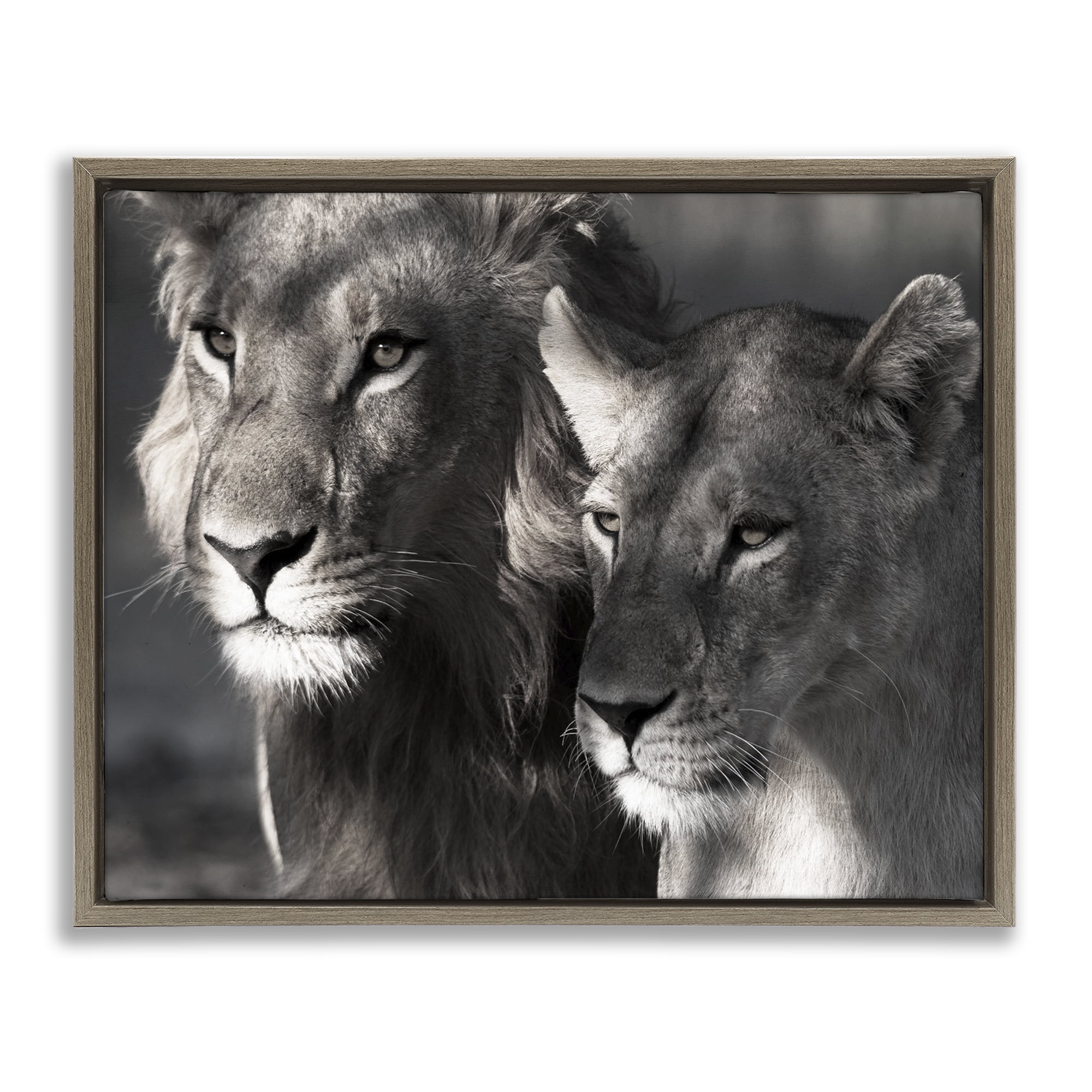 Stupell Industries Strong Lion & Lioness Animals & Insects Photography Brown Floater Framed Canvas Art Print Wall Art, 31 x 25