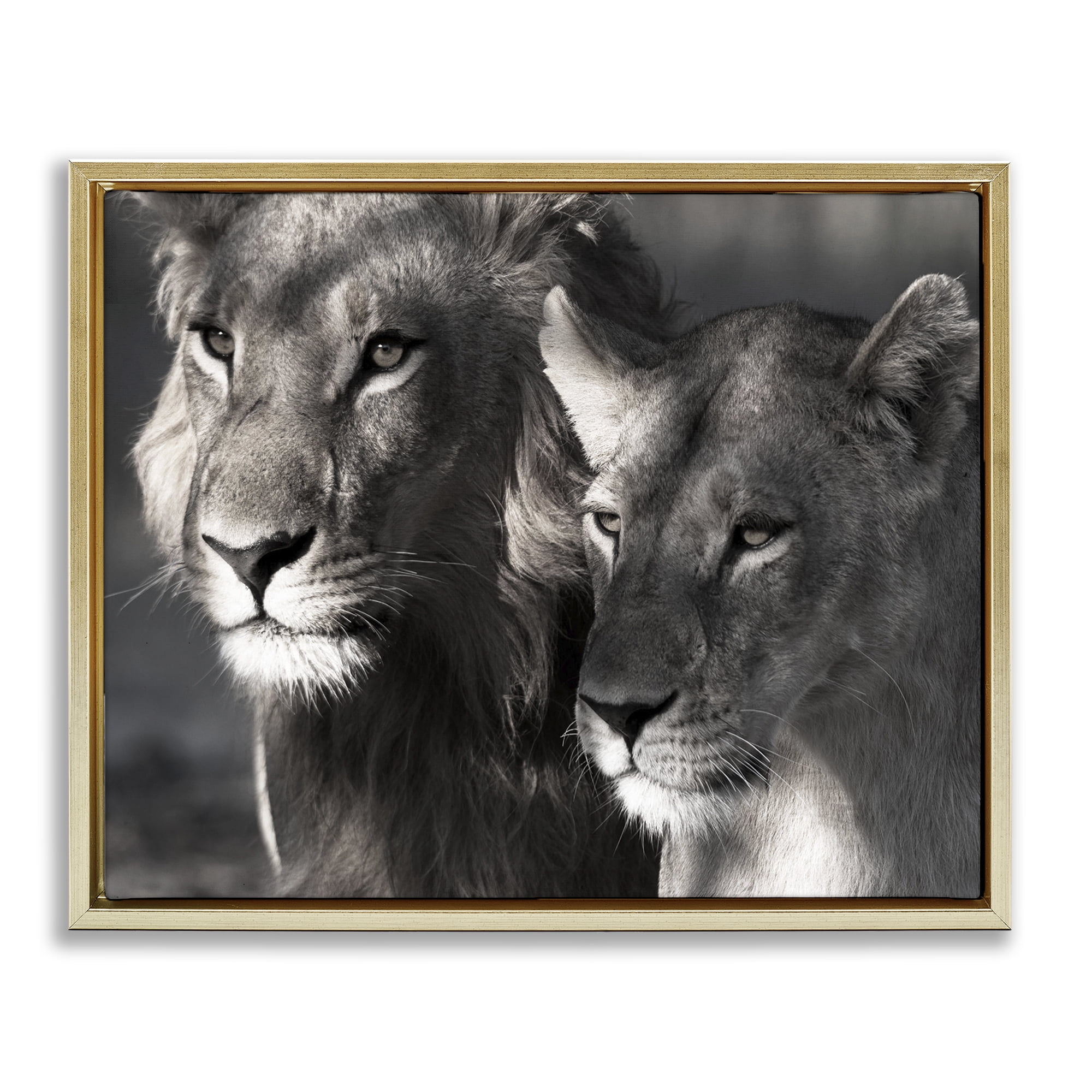 Stupell Industries Strong Lion & Lioness Animals & Insects Photography Gold Floater Framed Canvas Art Print Wall Art, 31 x 25