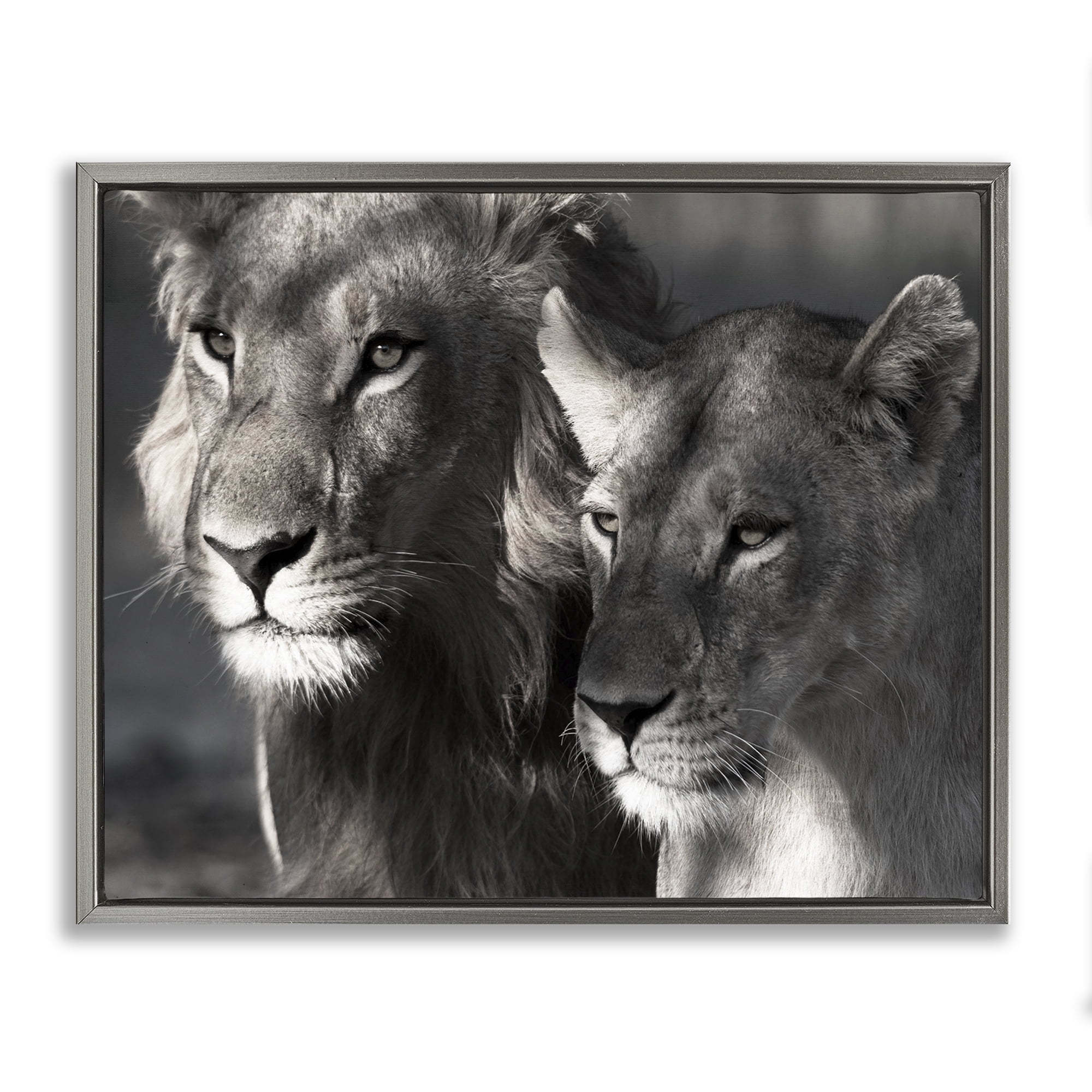 Stupell Industries Strong Lion & Lioness Animals & Insects Photography Gray Floater Framed Canvas Art Print Wall Art, 31 x 25