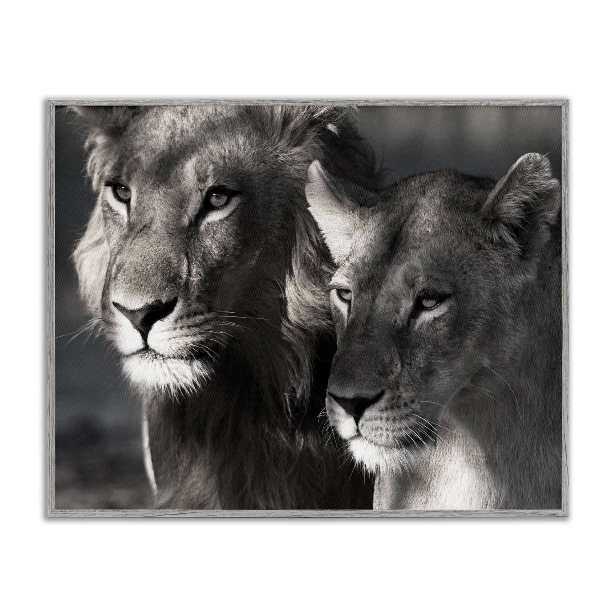 Stupell Industries Strong Lion & Lioness Animals & Insects Photography Gray Framed Art Print Wall Art, 14 x 11
