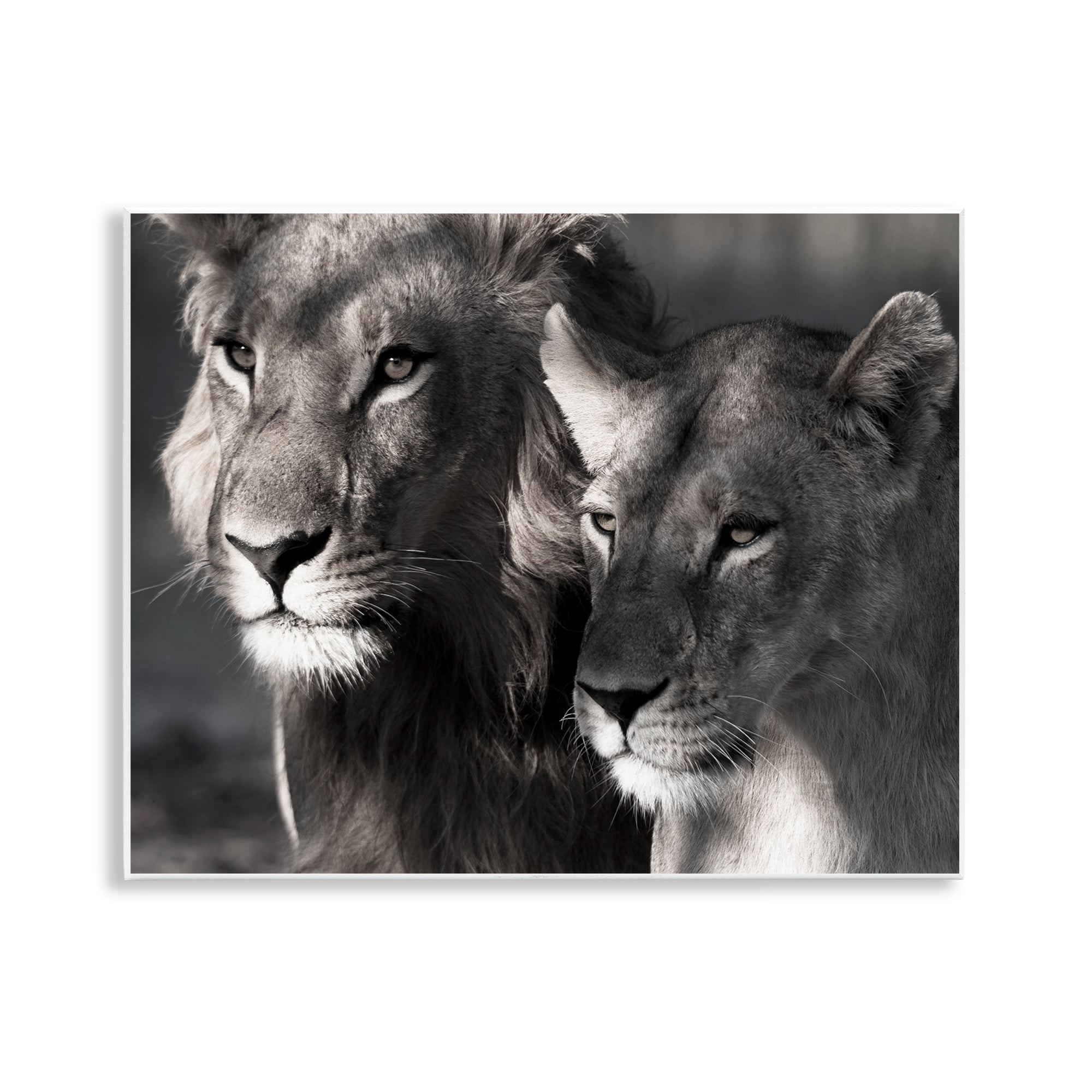 Stupell Industries Strong Lion & Lioness Animals & Insects Photography Unframed Art Print Wall Art, 14 x 11