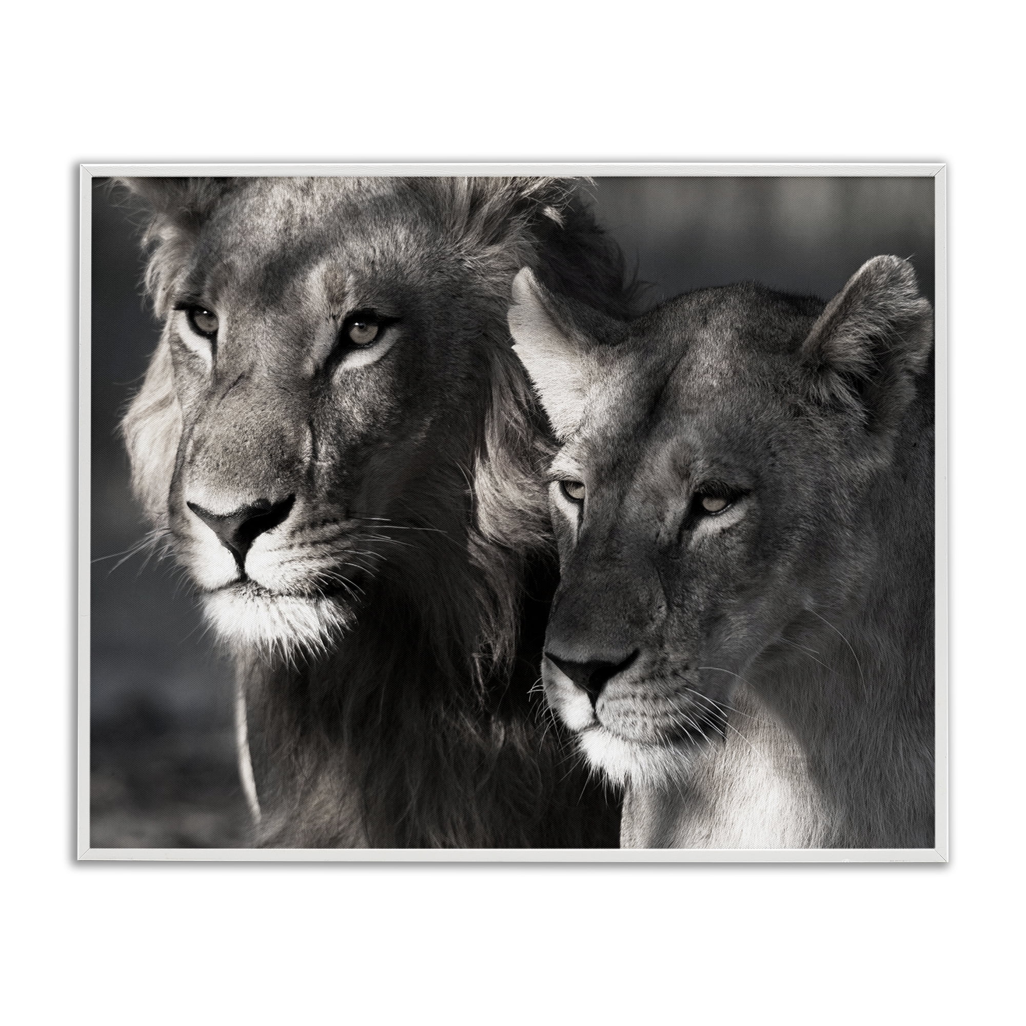 Stupell Industries Strong Lion & Lioness Animals & Insects Photography White Framed Art Print Wall Art, 14 x 11