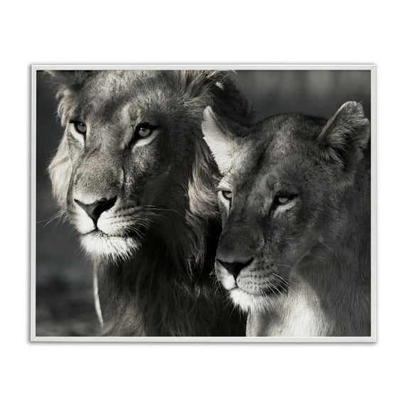 Stupell Industries Strong Lion & Lioness Animals & Insects Photography White Framed Art Print Wall Art, 30 x 24