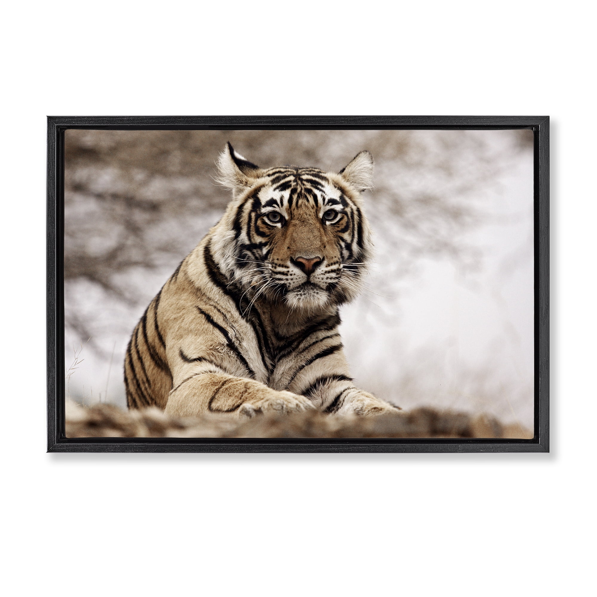 Stupell Industries Strong Tiger Atop Hill Animals & Insects Photography Black Floater Framed Canvas Art Print Wall Art, 31 x 21
