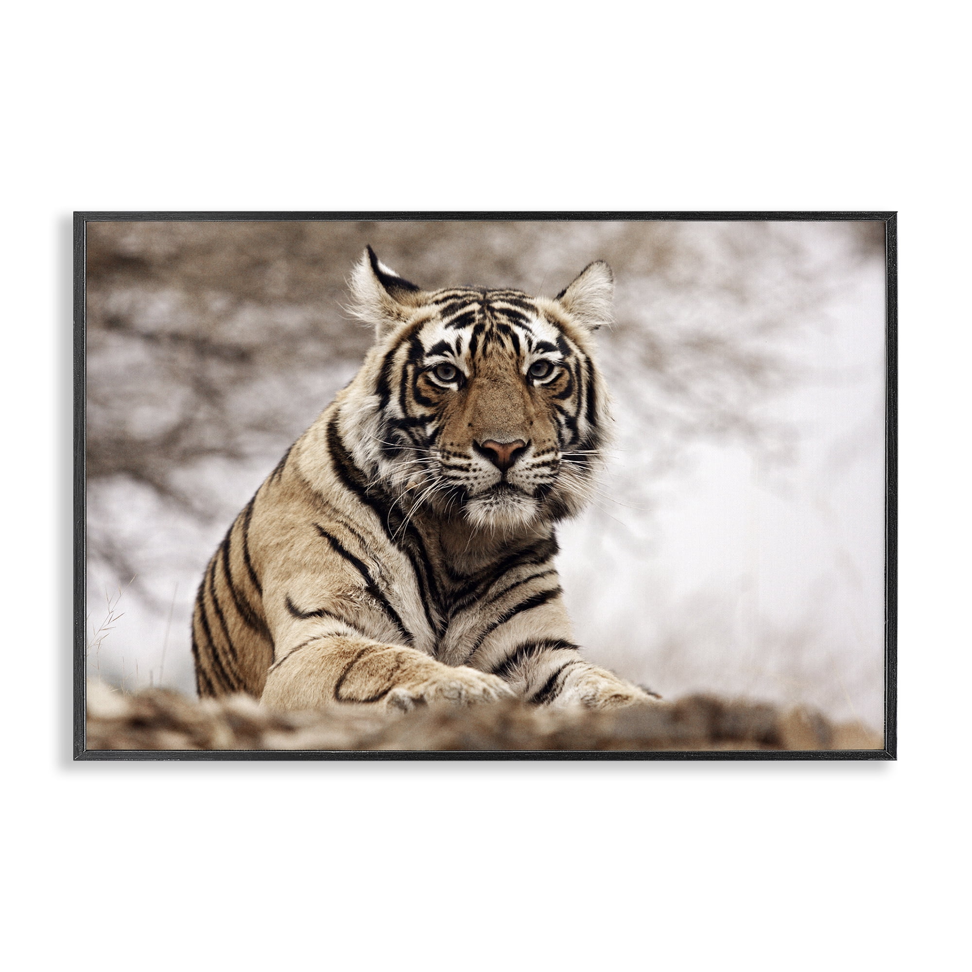 Stupell Industries Strong Tiger Atop Hill Animals & Insects Photography Black Framed Art Print Wall Art, 18 x 12