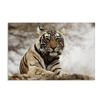 Stupell Industries Strong Tiger Atop Hill Animals & Insects Photography Gallery Wrapped Canvas Art Print Wall Art, 24 x 16