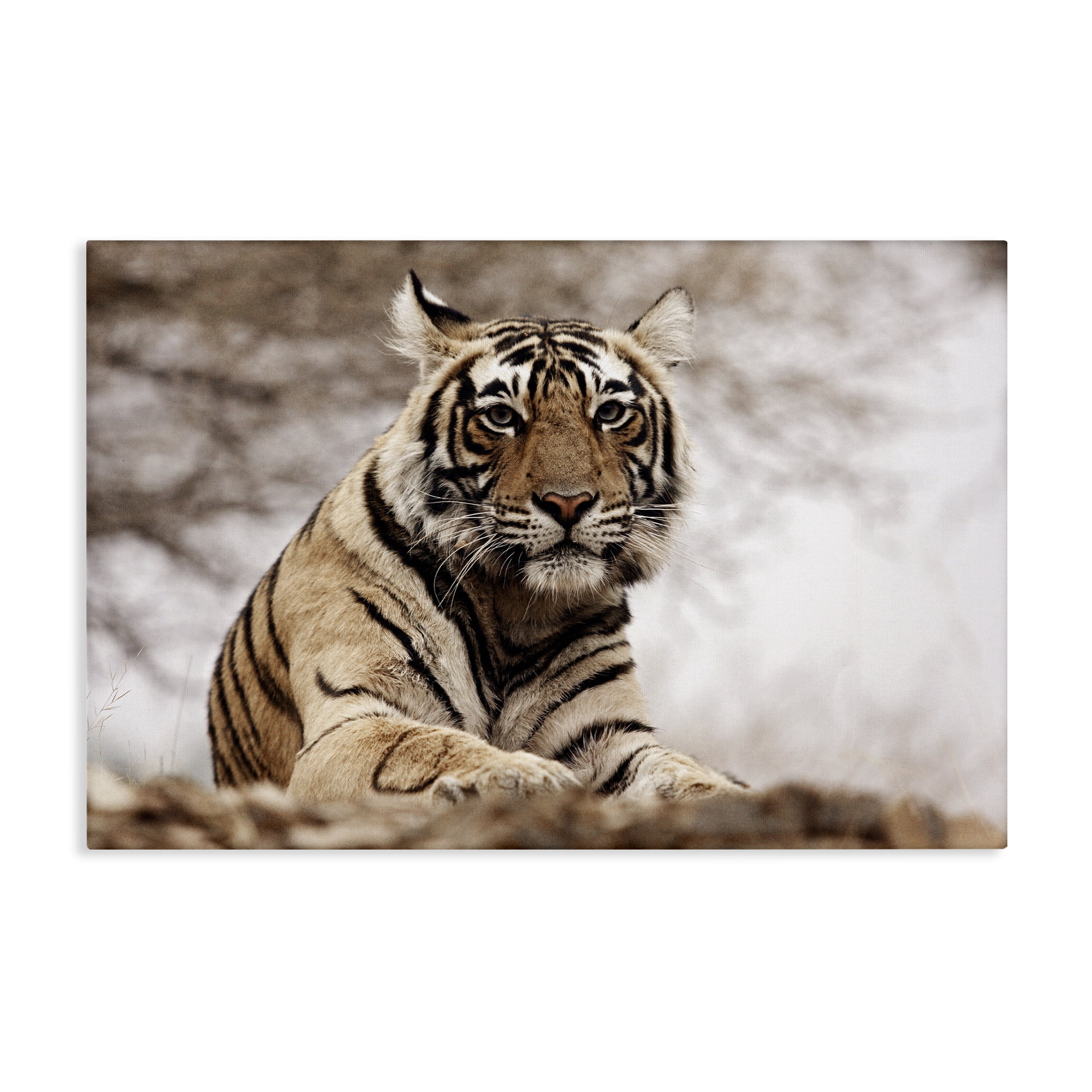 Stupell Industries Strong Tiger Atop Hill Animals & Insects Photography Gallery Wrapped Canvas Art Print Wall Art, 45 x 30