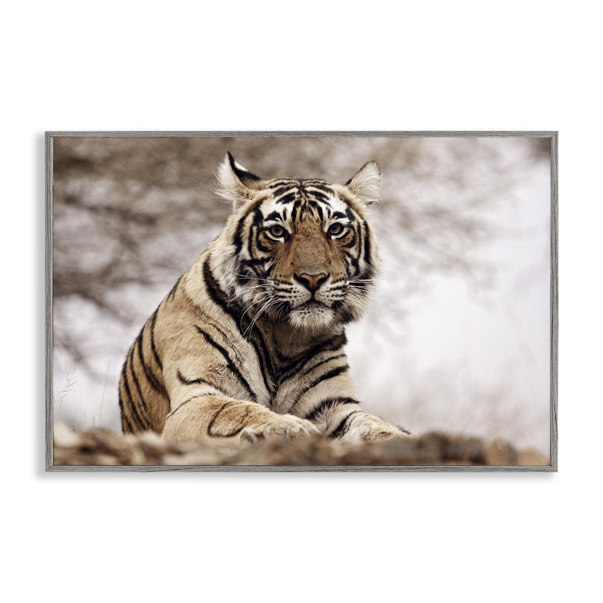 Stupell Industries Strong Tiger Atop Hill Animals & Insects Photography Gray Framed Art Print Wall Art, 30 x 20